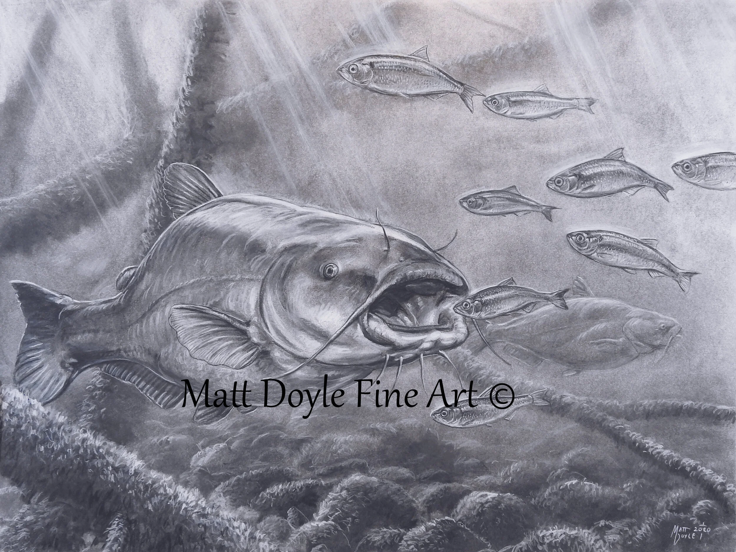 Details more than 80 catfish sketch super hot in.eteachers
