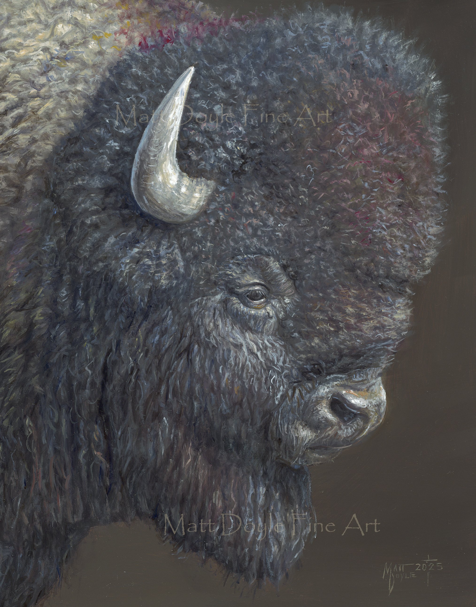 bison study 3 watermark.jpg