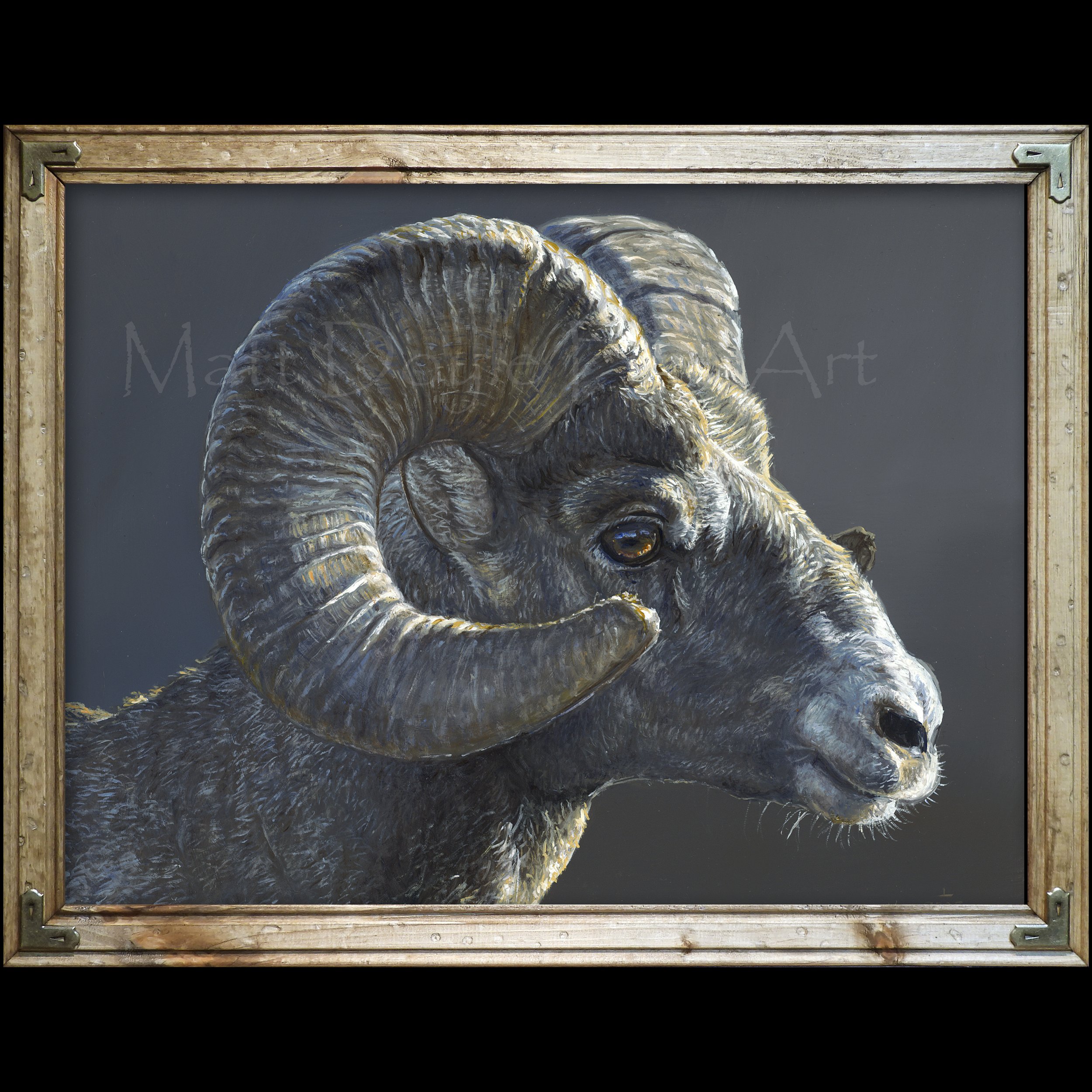 bighorn ram study 2 framed web.jpg