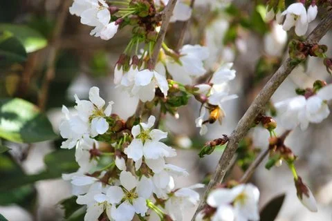 white flowering bush.jpg