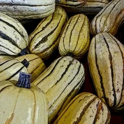 Delicata Rich, sweet, flavorful yellow flesh tastes like a mix of chestnuts, corn and sweet potato. Quick-cooking with a thin, edible skin. Highly seasonal. Best uses: sauteéd until caramelized, broiled, baked.