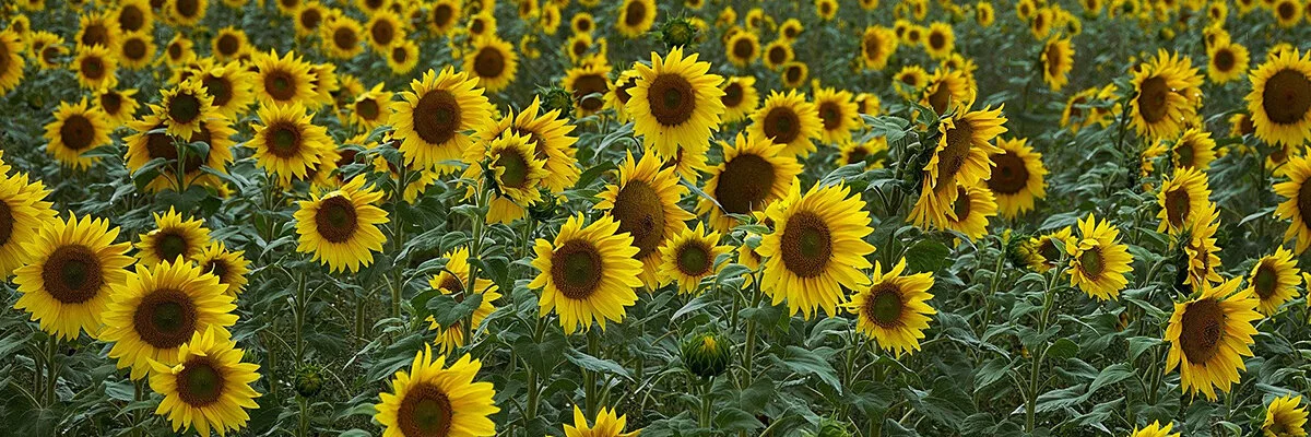 Century Sun Oil