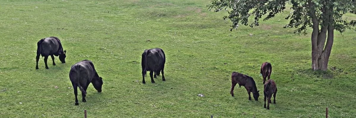 Beggs Fat Bottom Farms