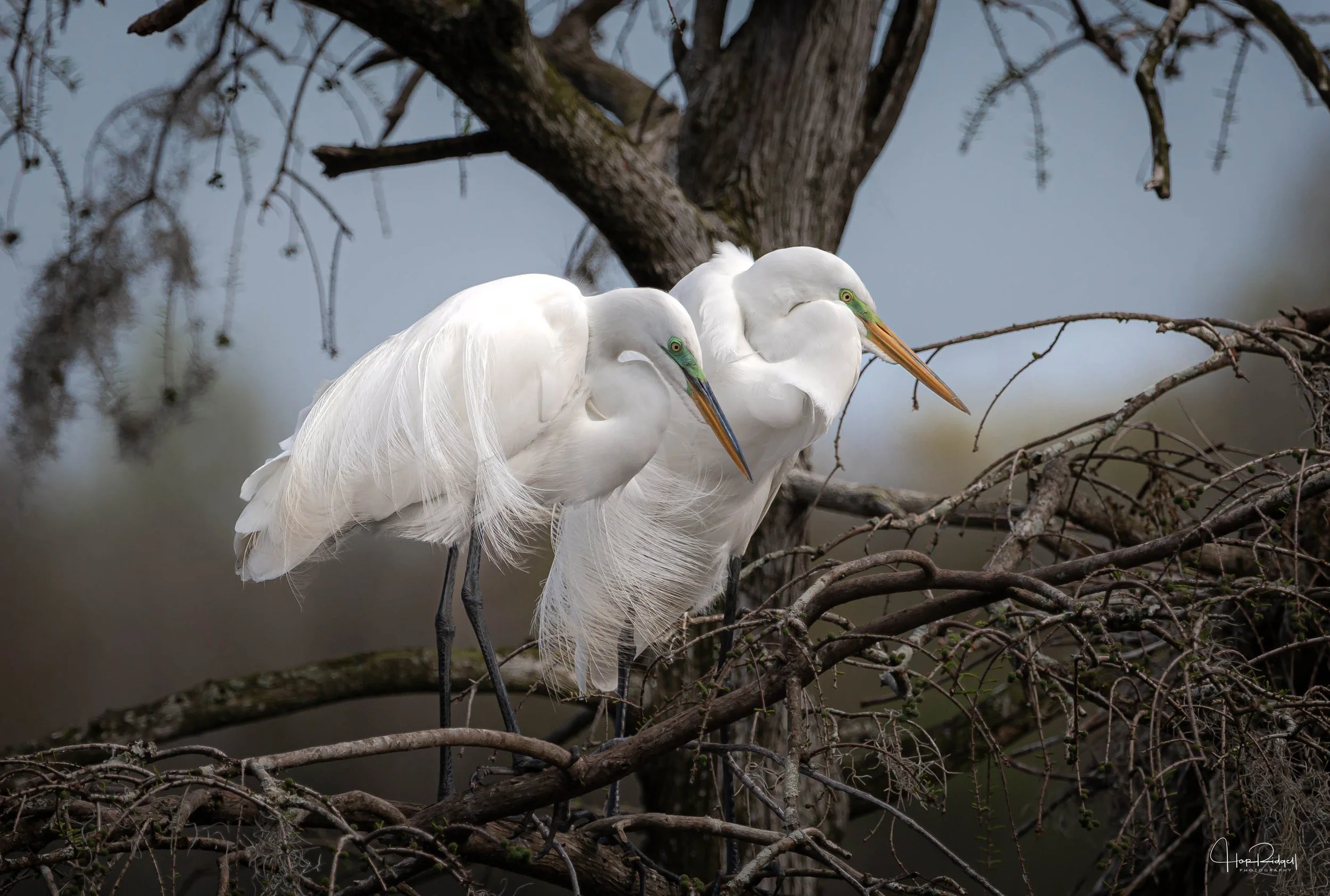 Perfect Pair2-8148 - Robert Ridgell.jpg