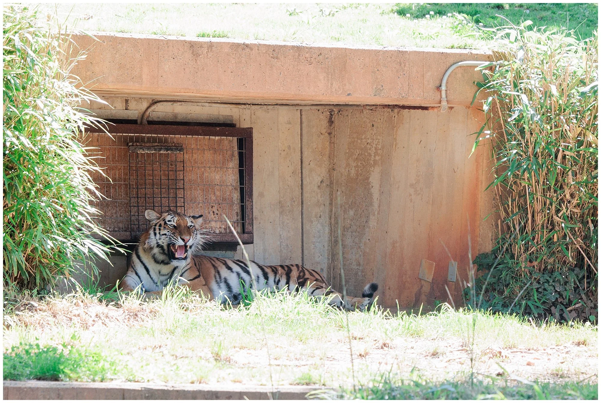 tiger roaring at the National Zoo in Washington DC