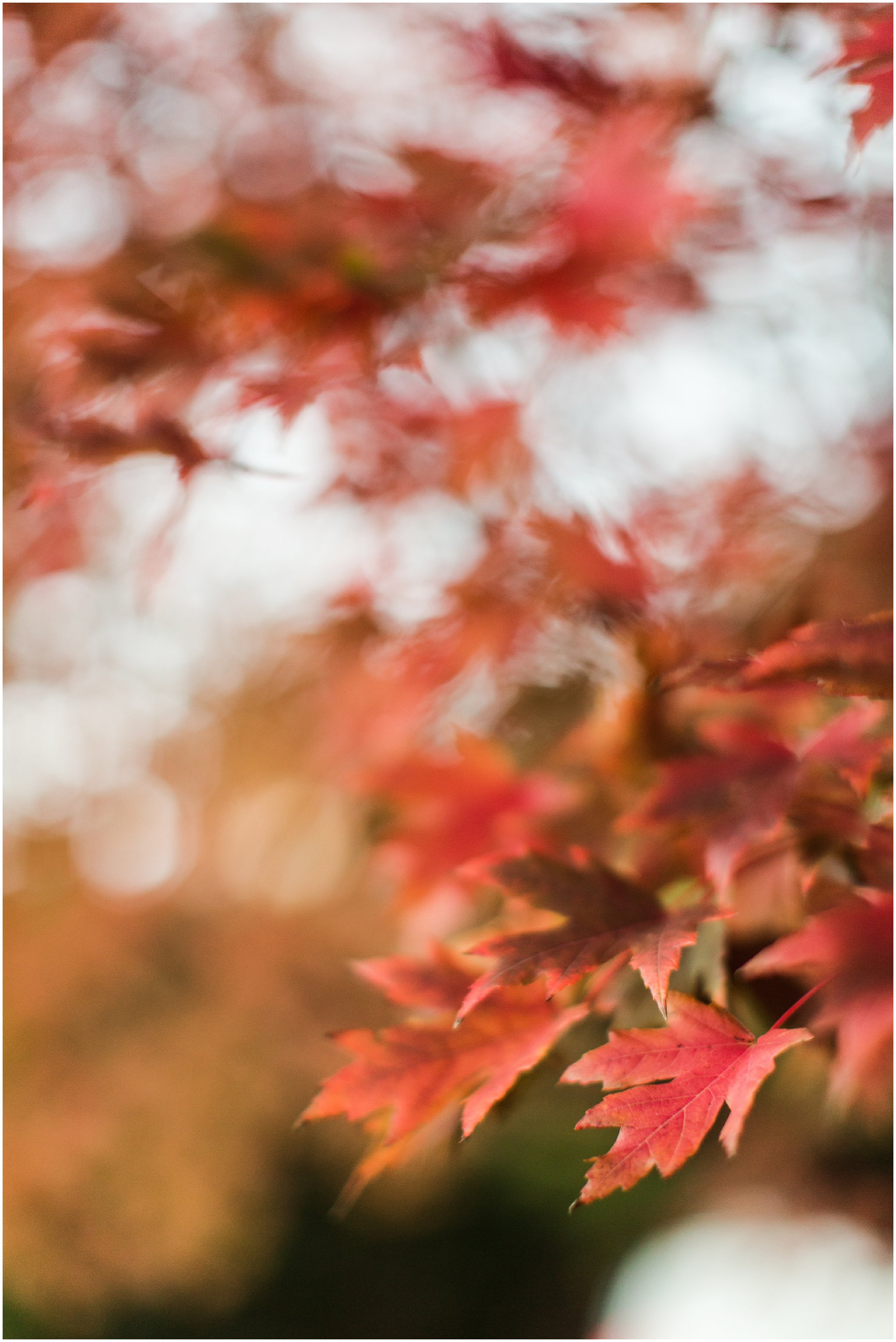 fall_leaves_0002.jpg