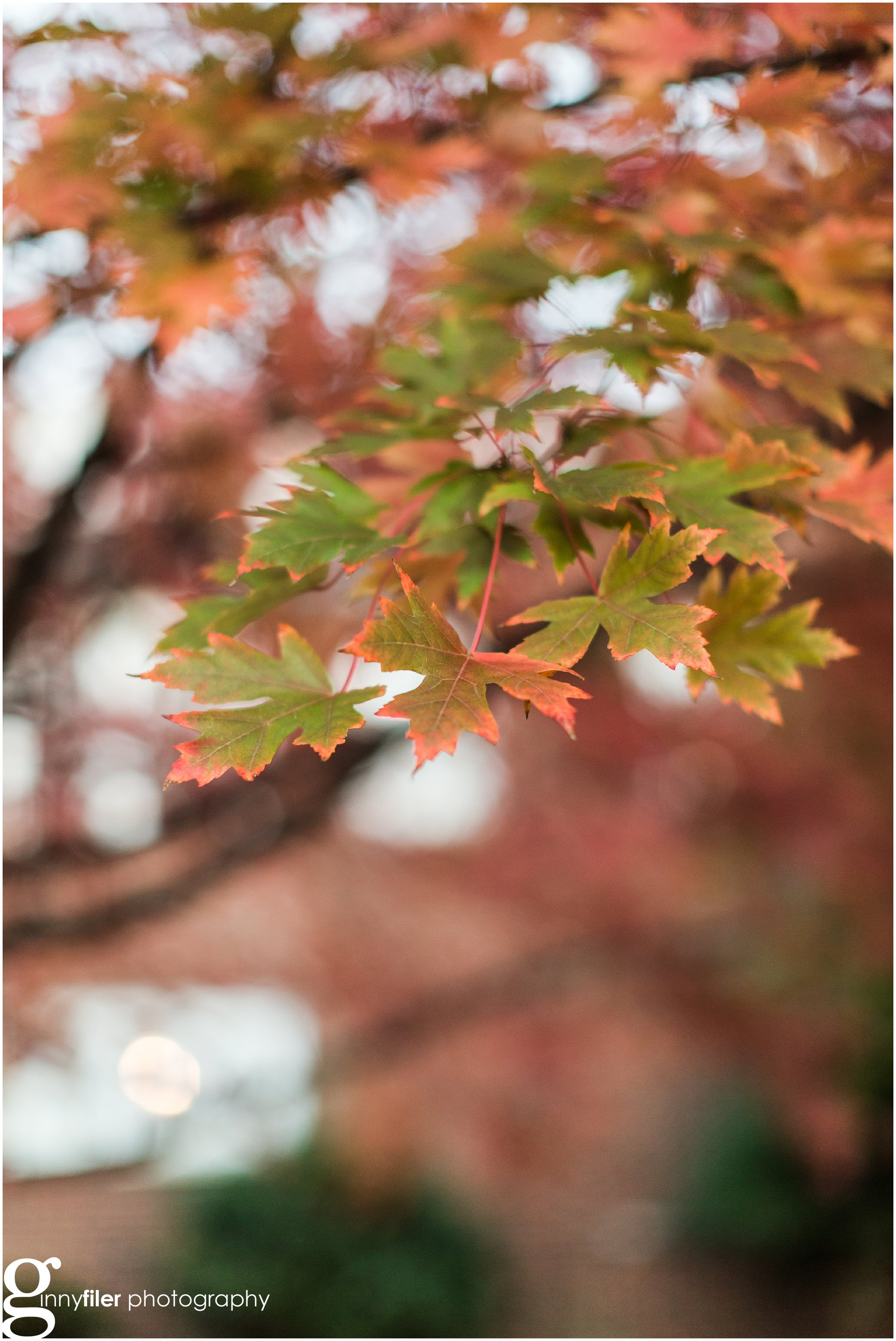 fall_leaves_0001.jpg