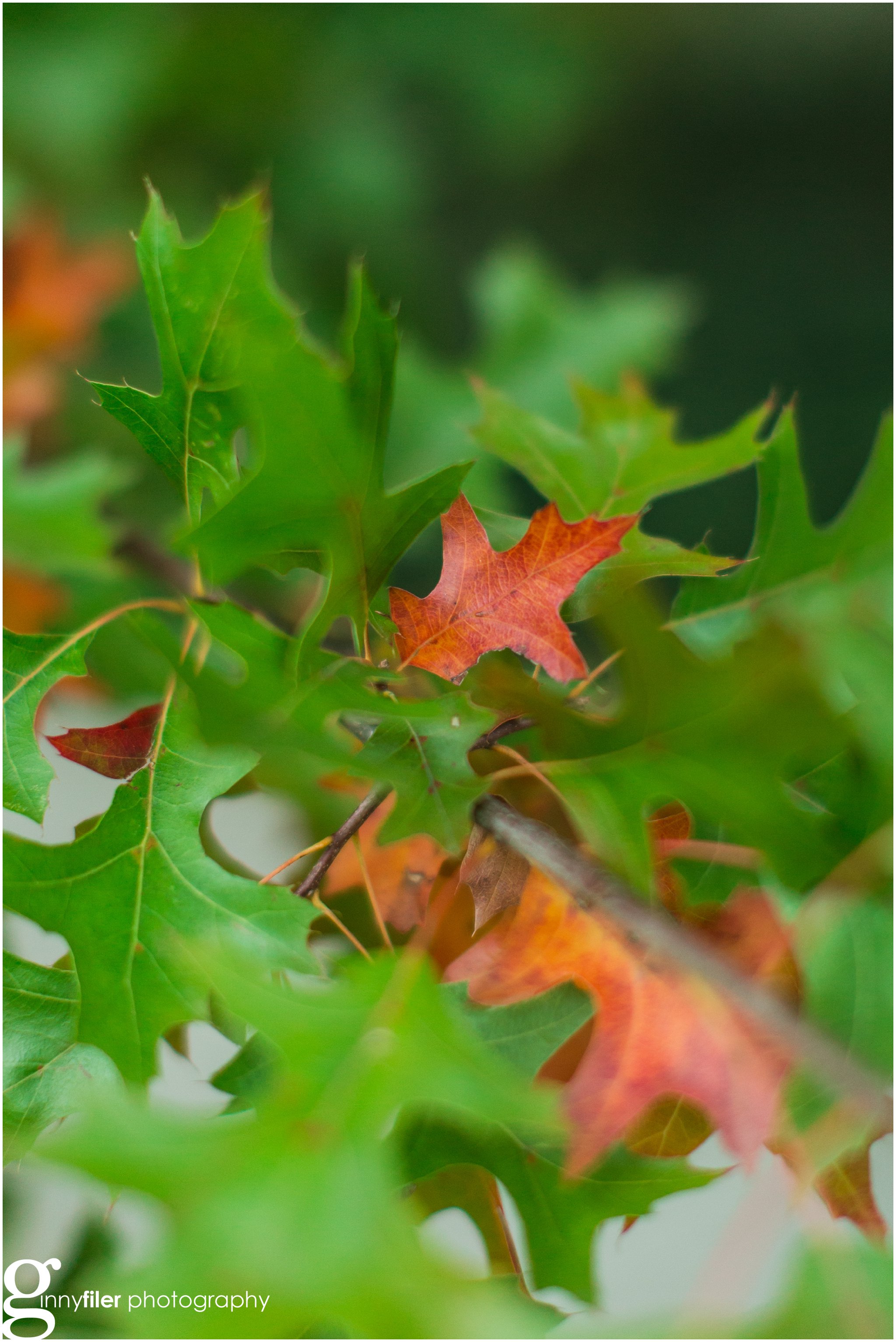 fall_leaves_0005.jpg