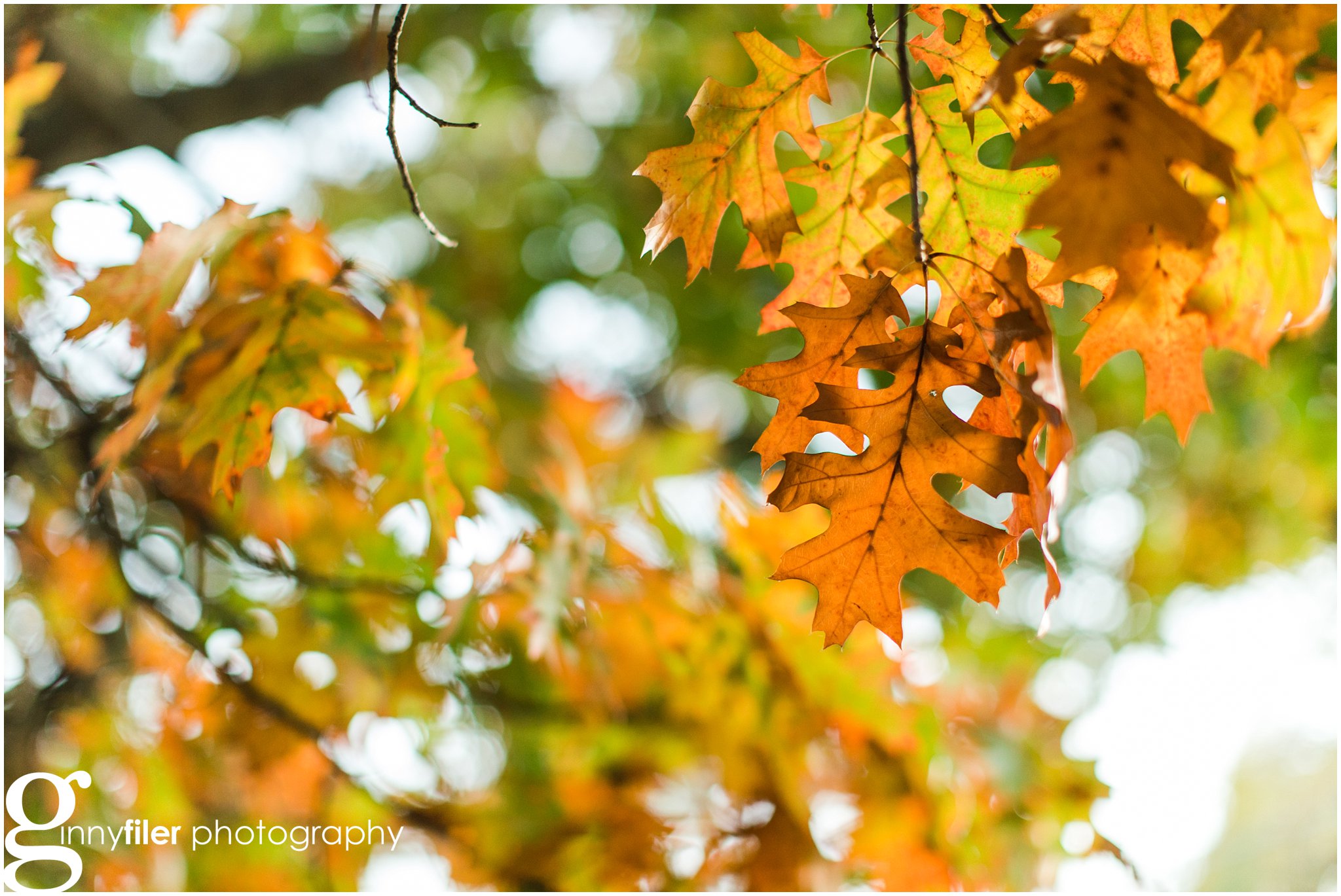 fall_leaves_0008.jpg