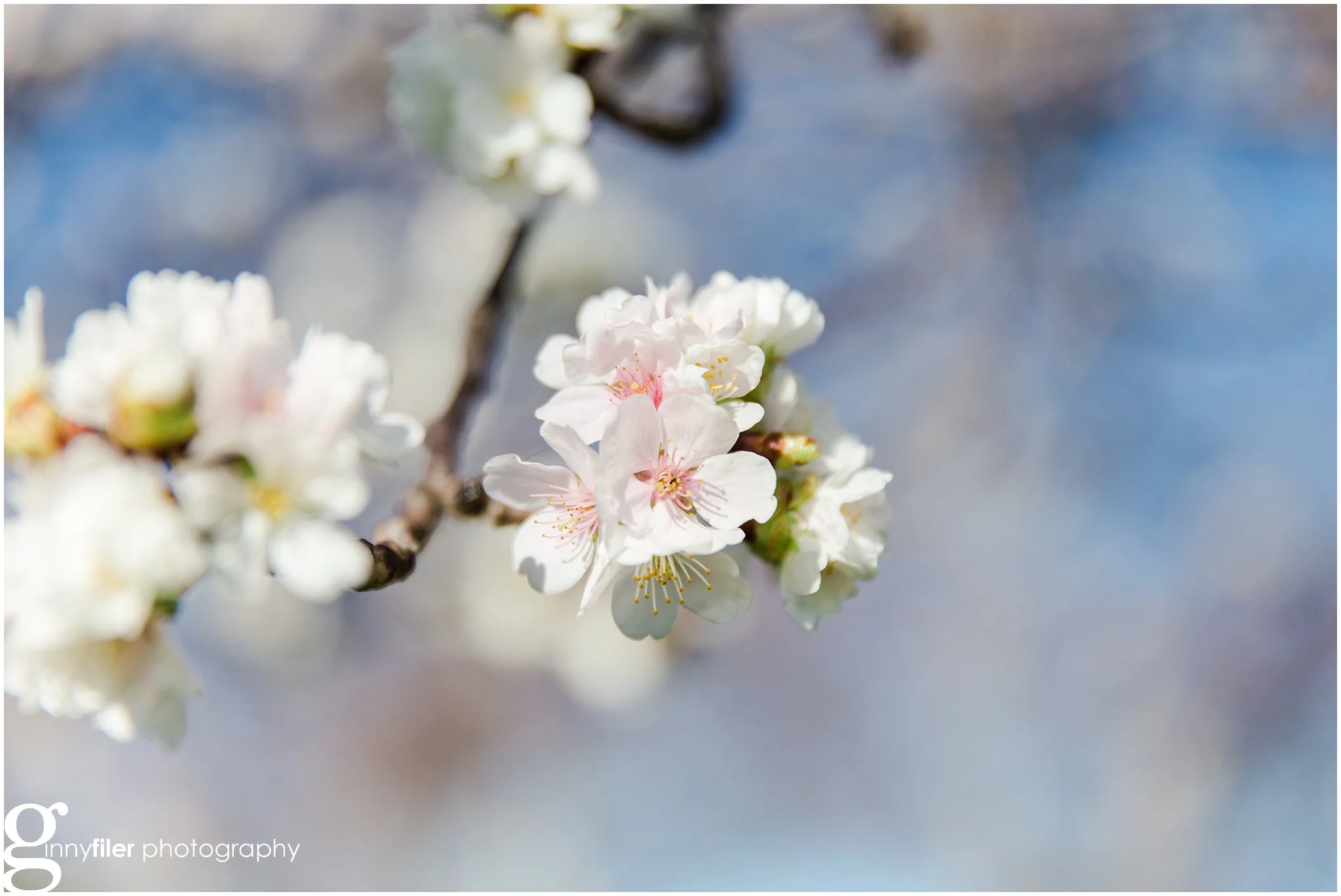 cherry_blossoms_washingtondc_photographer_0058