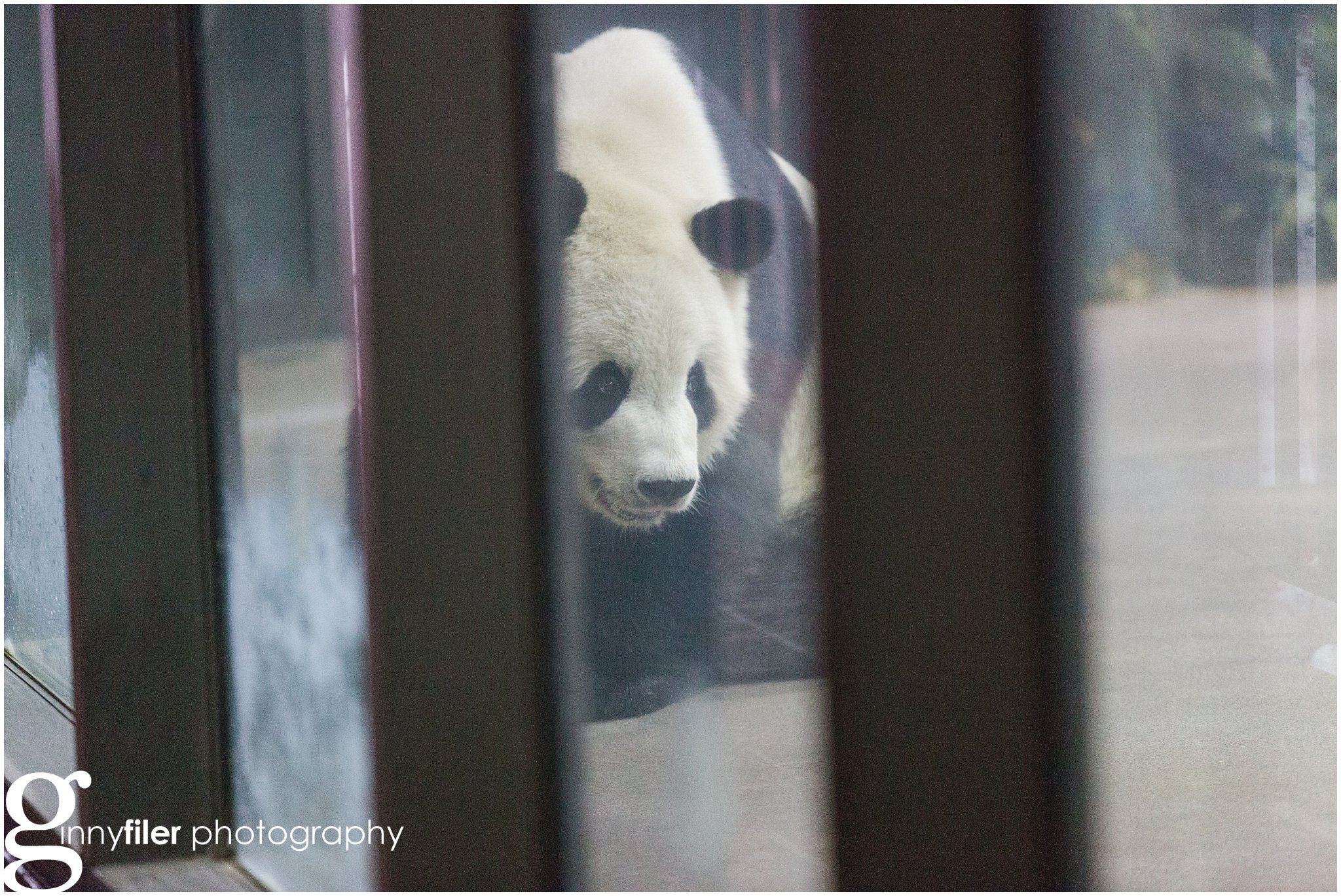 nationalzoo_0013.jpg