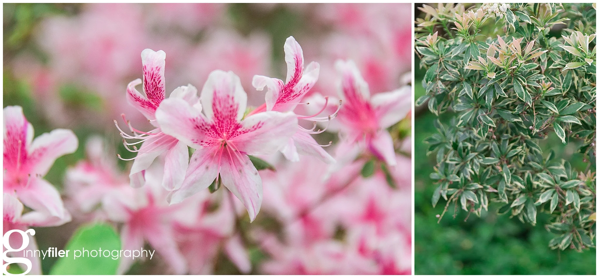 spring_flowers_april_0158.jpg