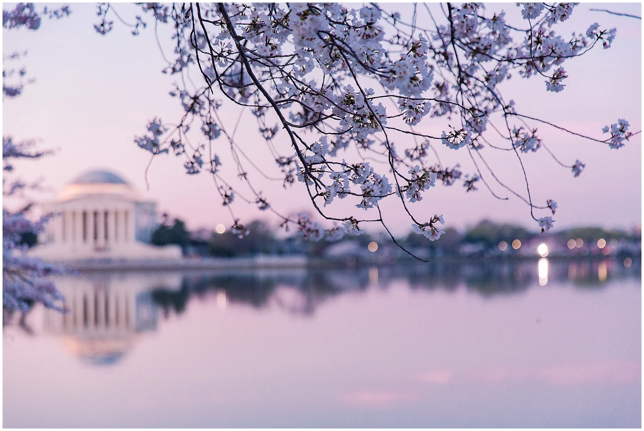 cherryblossom_washingtondc_spring_pink_0023.jpg