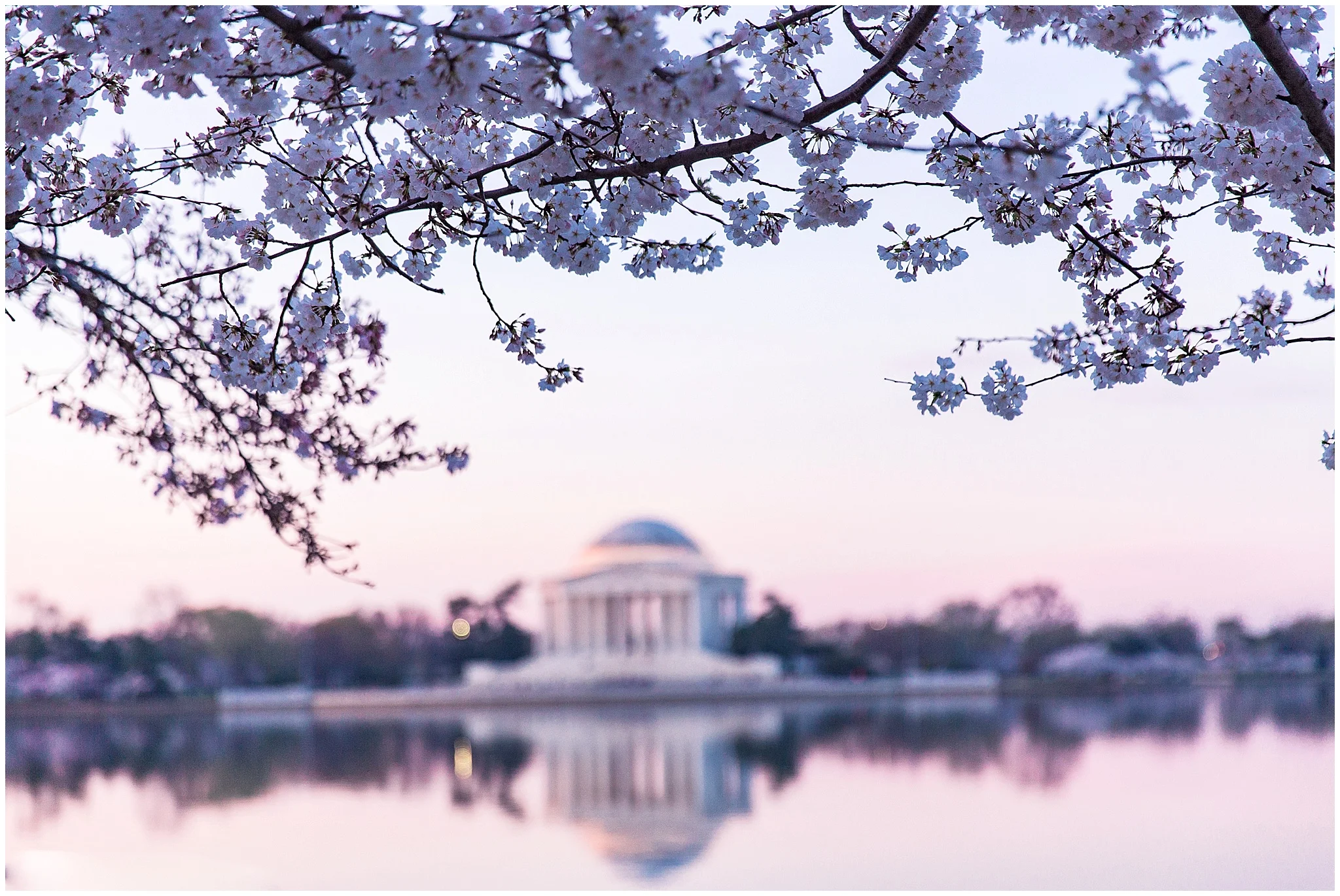 cherryblossom_washingtondc_spring_pink_0024.jpg