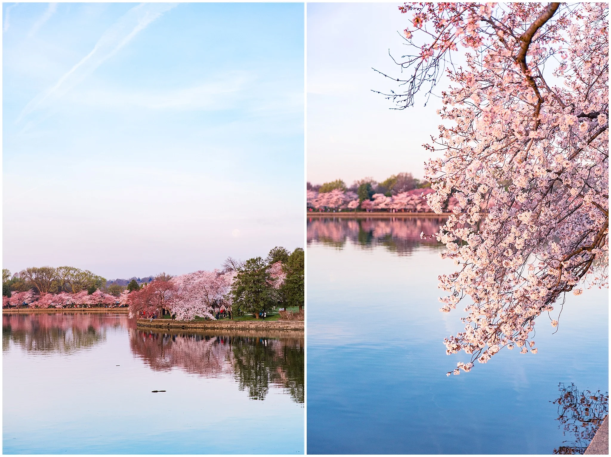 cherryblossom_washingtondc_spring_pink_0036.jpg