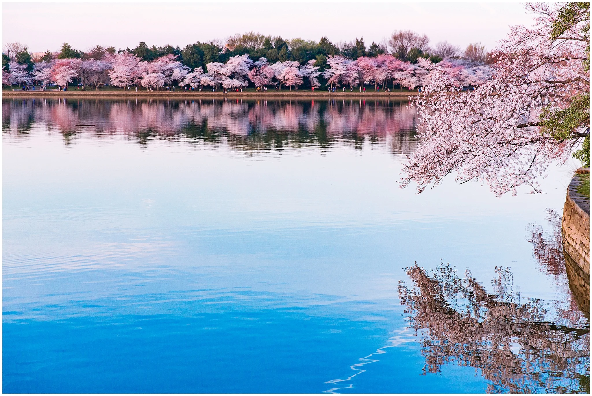 cherryblossom_washingtondc_spring_pink_0038.jpg