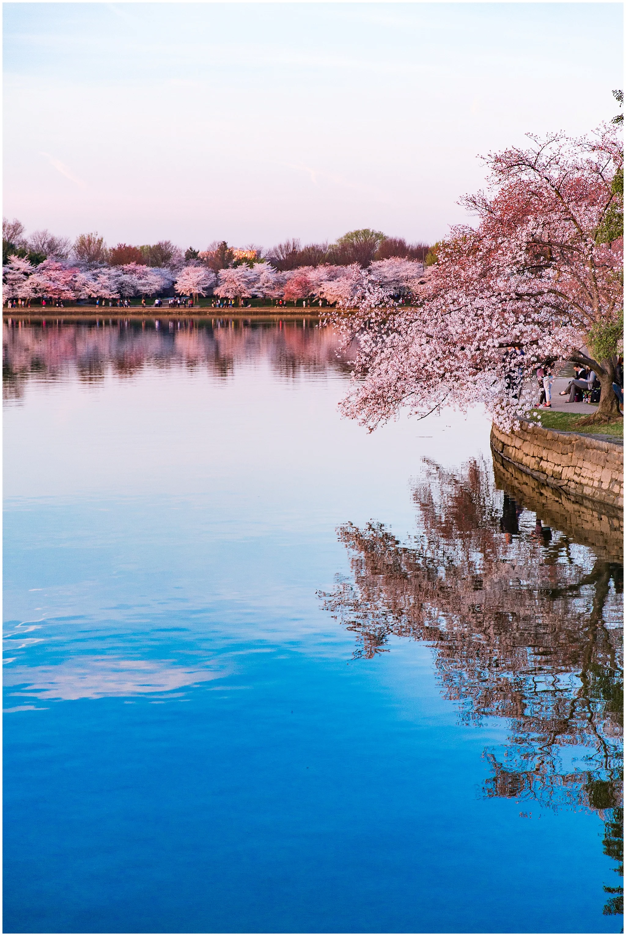 cherryblossom_washingtondc_spring_pink_0037.jpg