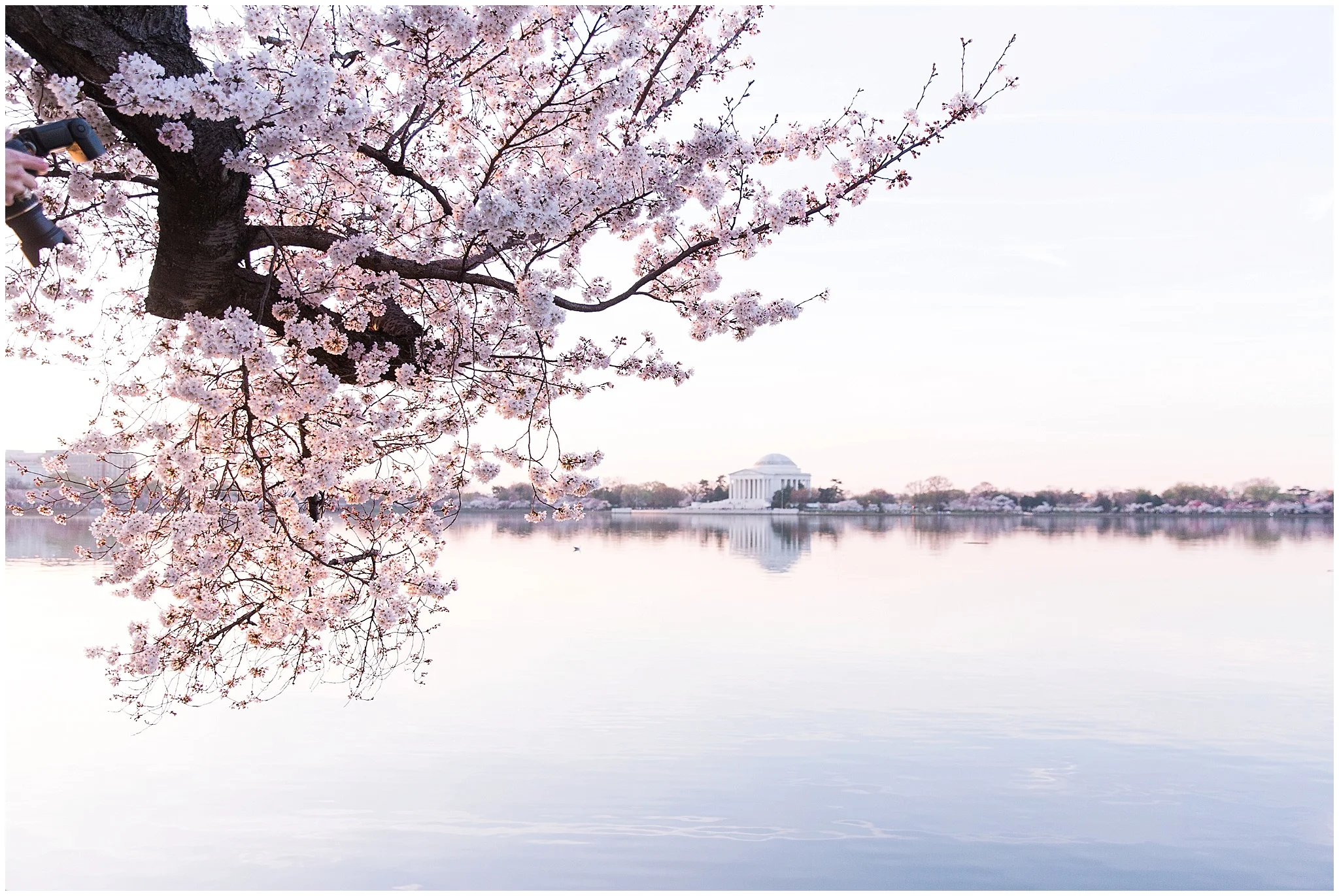 cherryblossom_washingtondc_spring_pink_0044.jpg