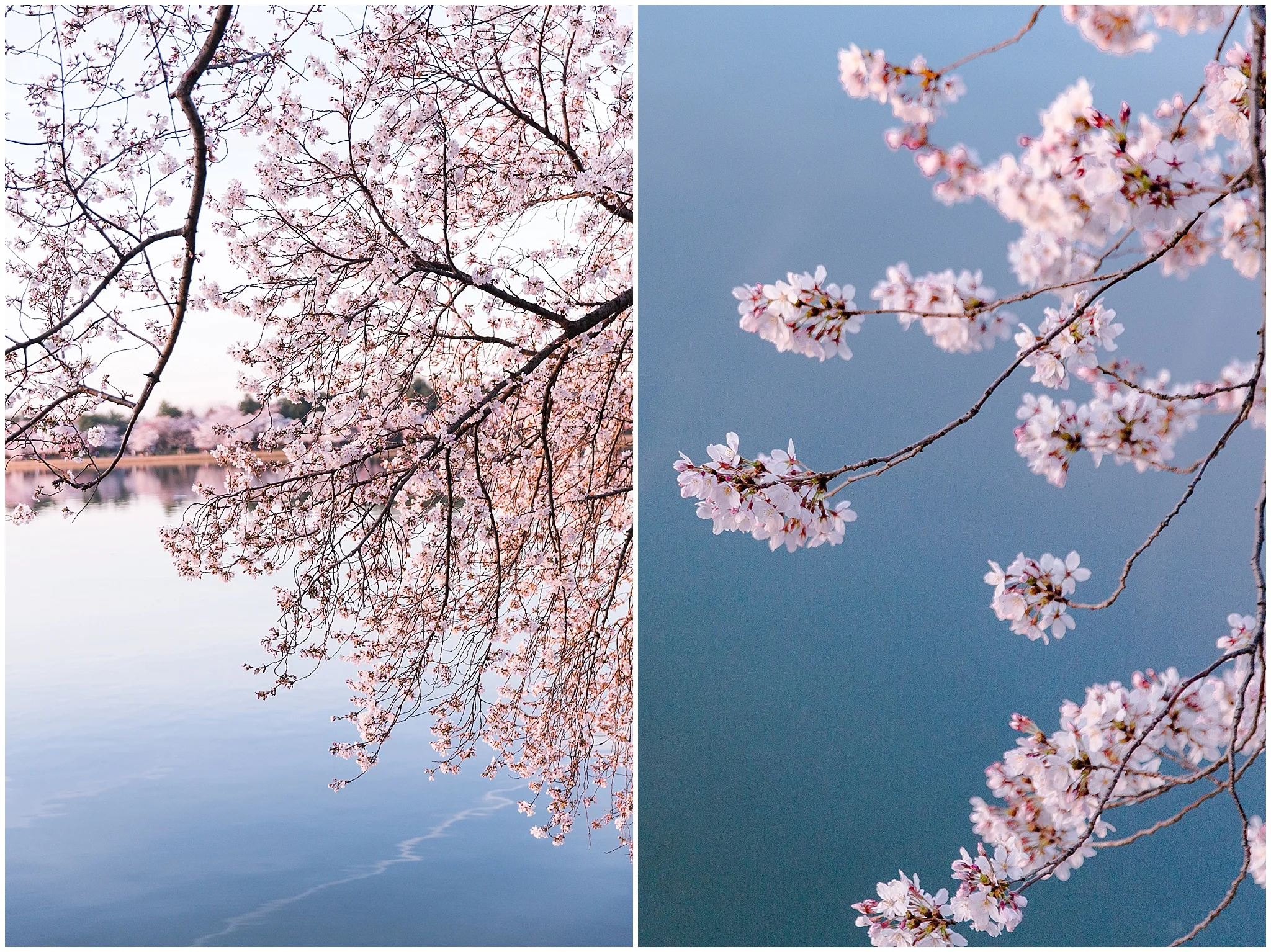 cherryblossom_washingtondc_spring_pink_0045.jpg