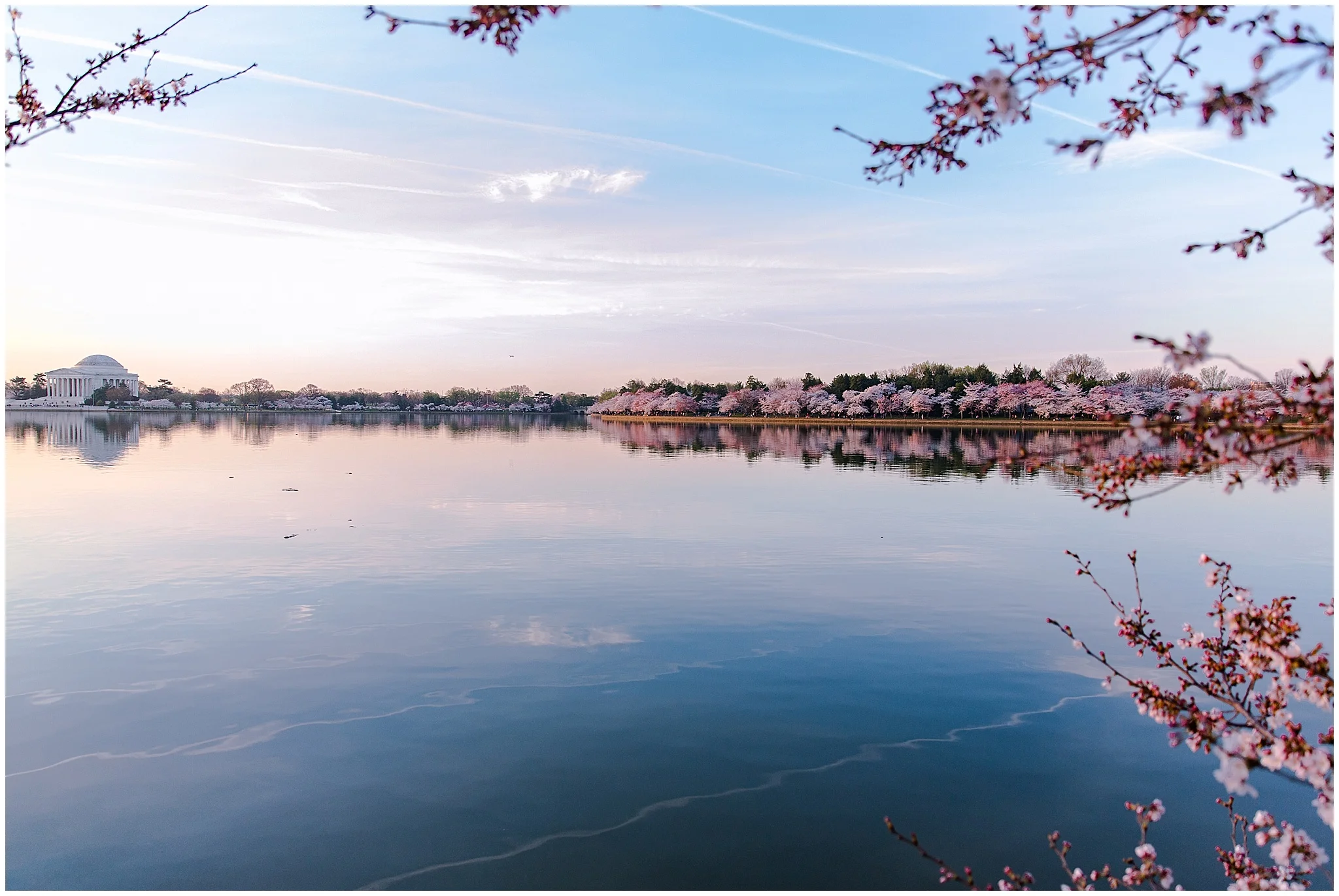 cherryblossom_washingtondc_spring_pink_0048.jpg
