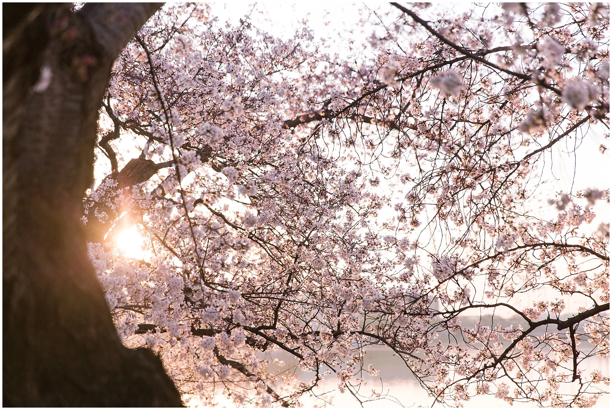 cherryblossom_washingtondc_spring_pink_0051.jpg