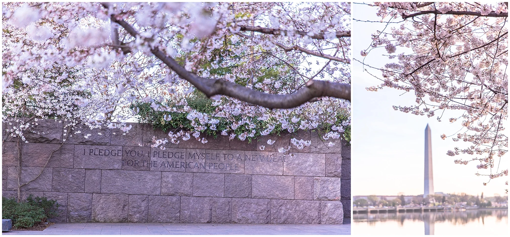 cherryblossom_washingtondc_spring_pink_0054.jpg