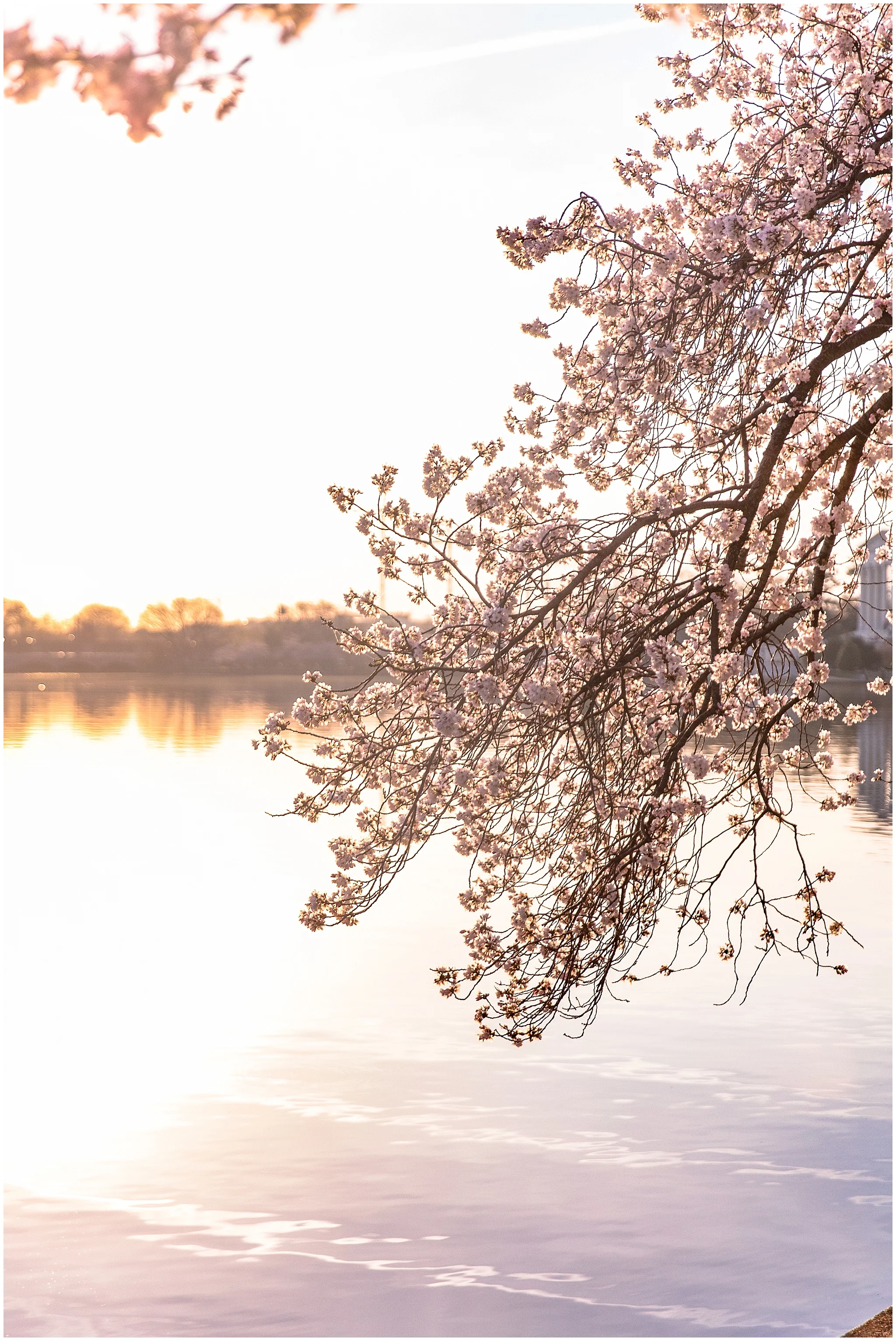 cherryblossom_washingtondc_spring_pink_0055.jpg