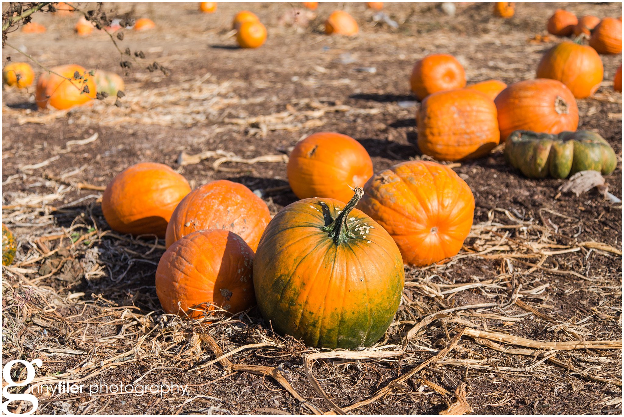 pumpkin_fall_0007.jpg