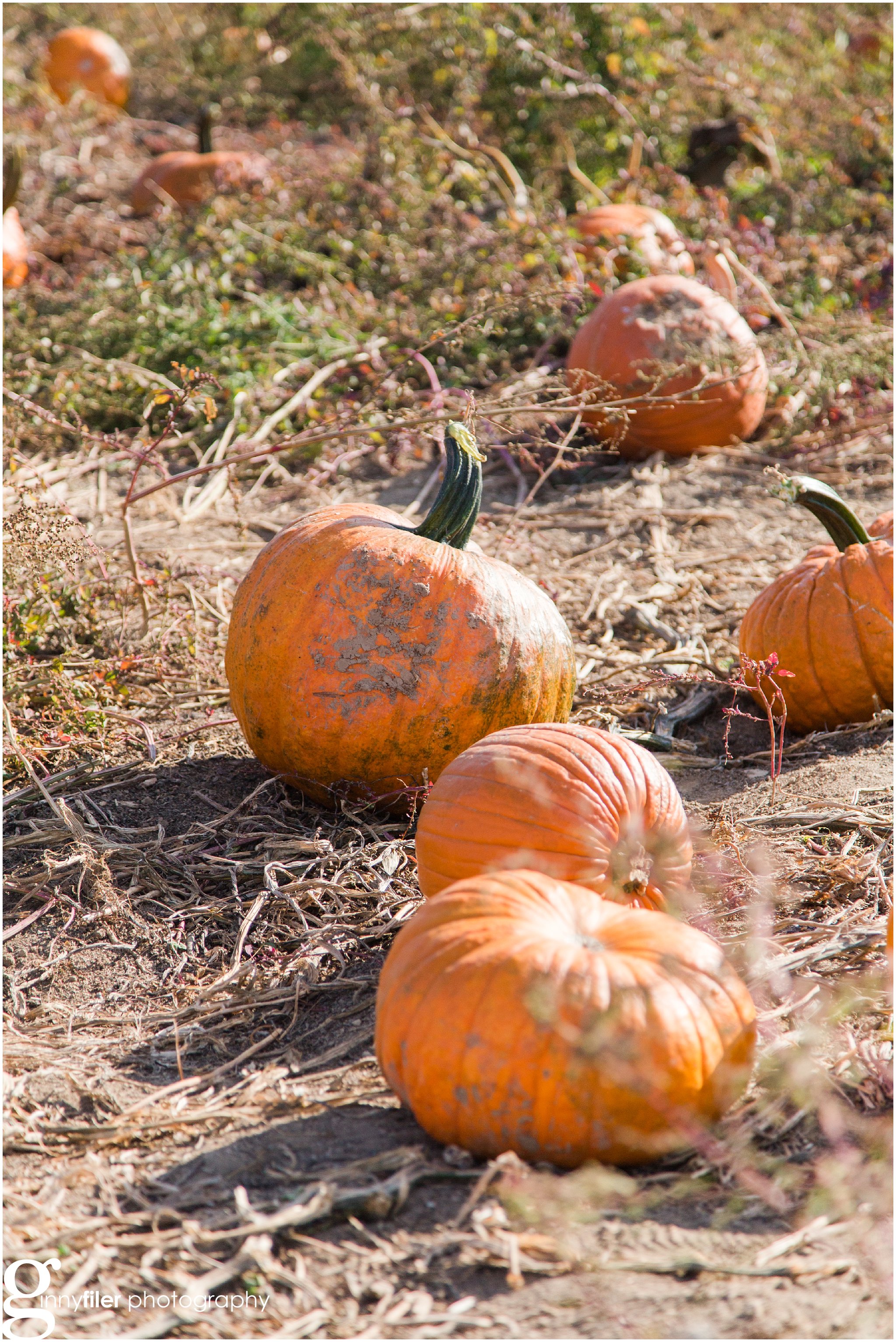 pumpkin_fall_0006.jpg