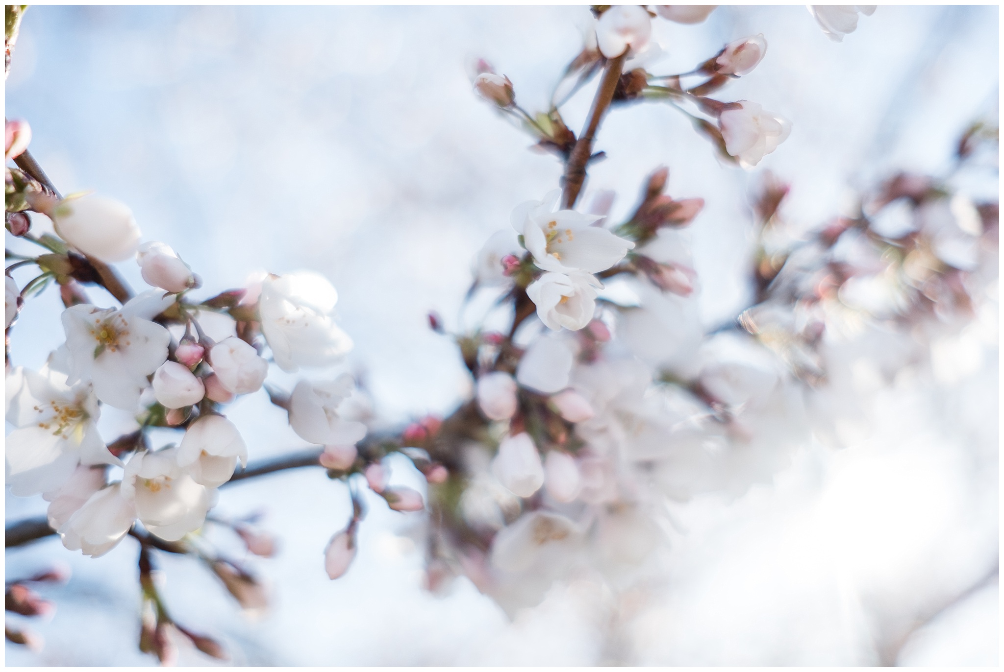 cherry_blossoms_0002.jpg