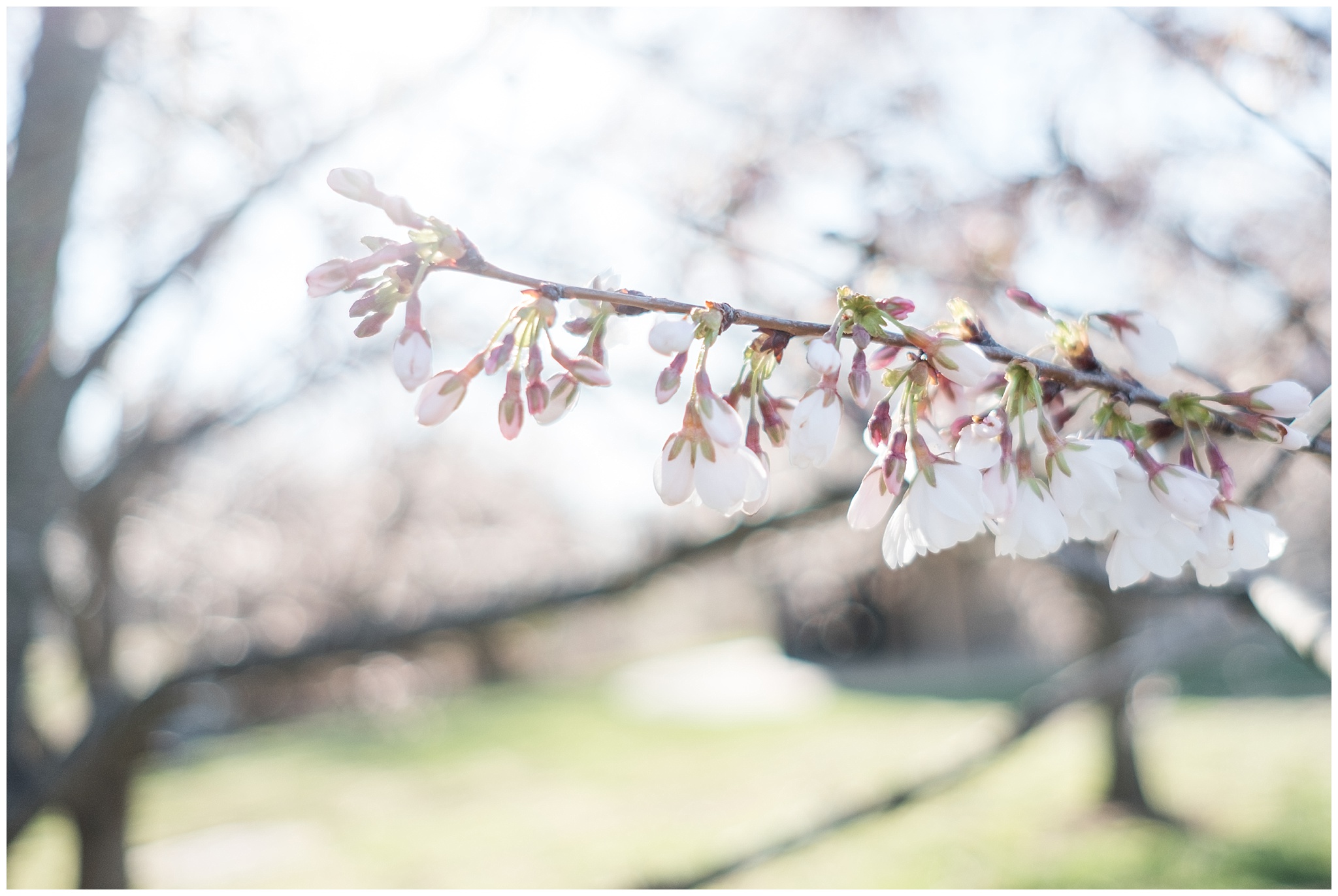 cherry_blossoms_0003.jpg