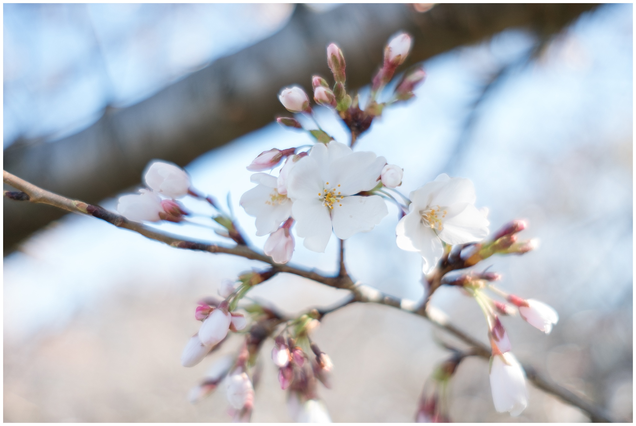 cherry_blossoms_0004.jpg