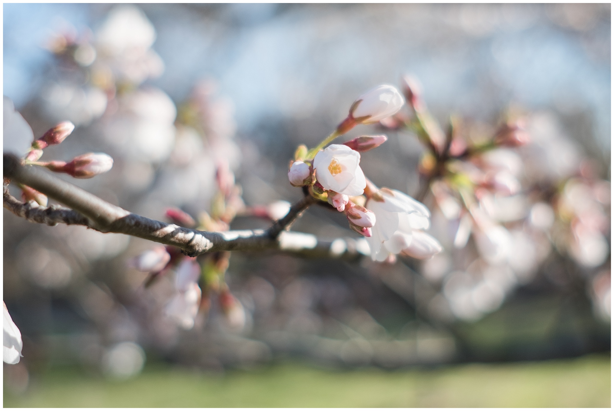 cherry_blossoms_0005.jpg