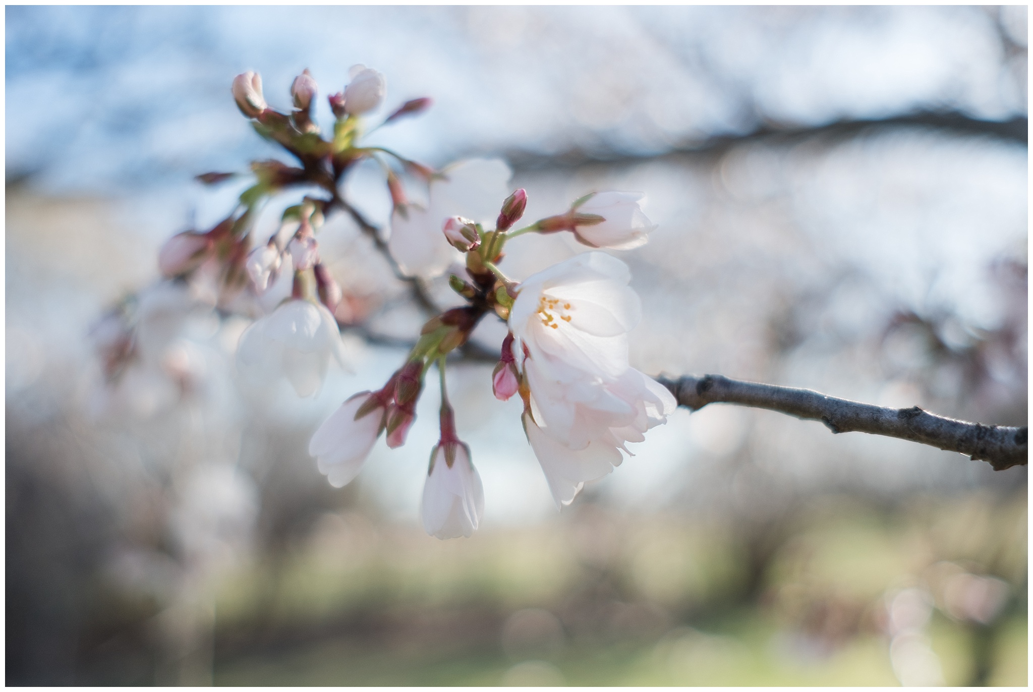 cherry_blossoms_0006.jpg