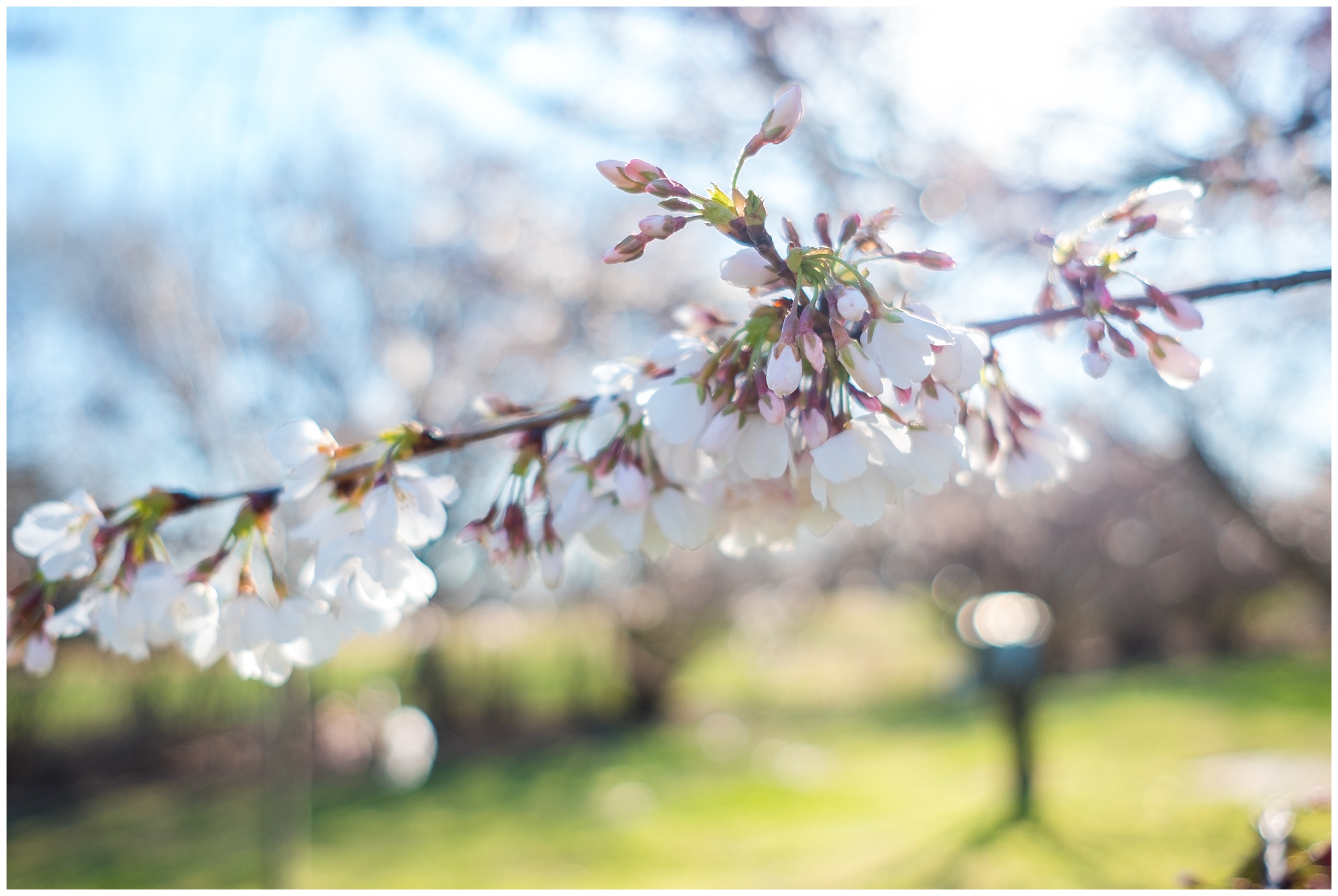 cherry_blossoms_0007.jpg