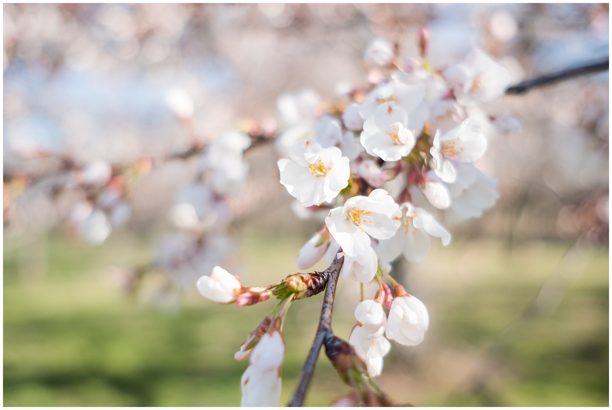 cherry_blossoms_0009.jpg