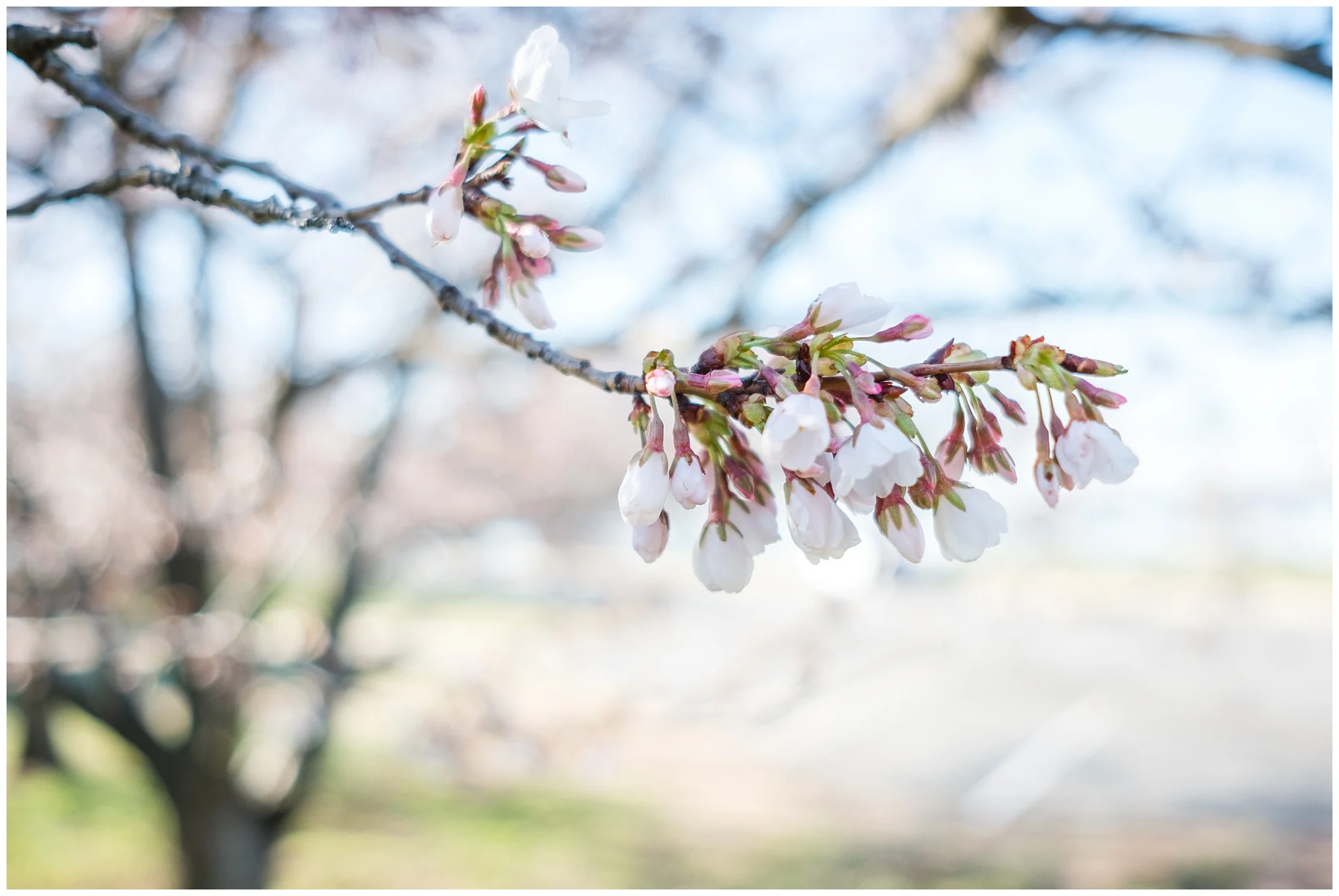 The Blossoms are Blooming!
