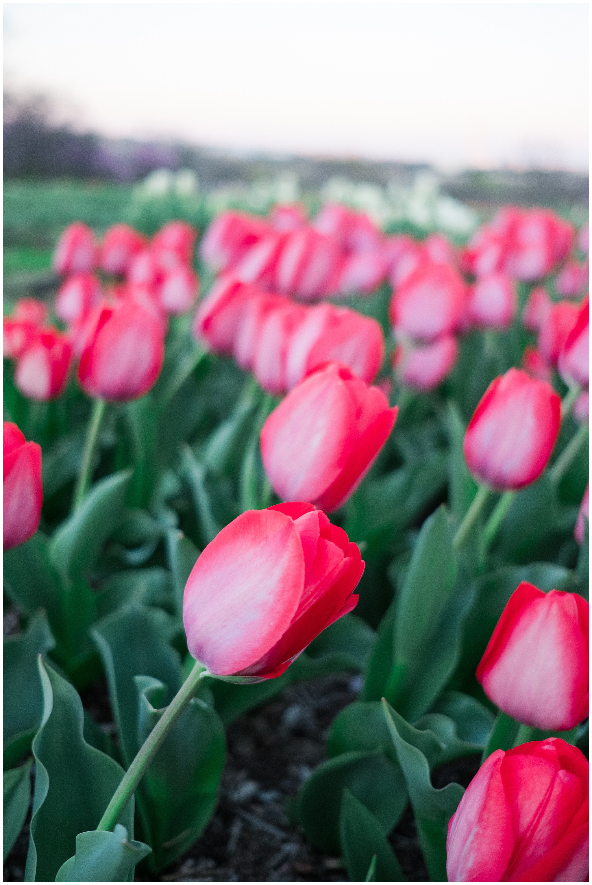 Tulips_WashingtonDC_0001.jpg