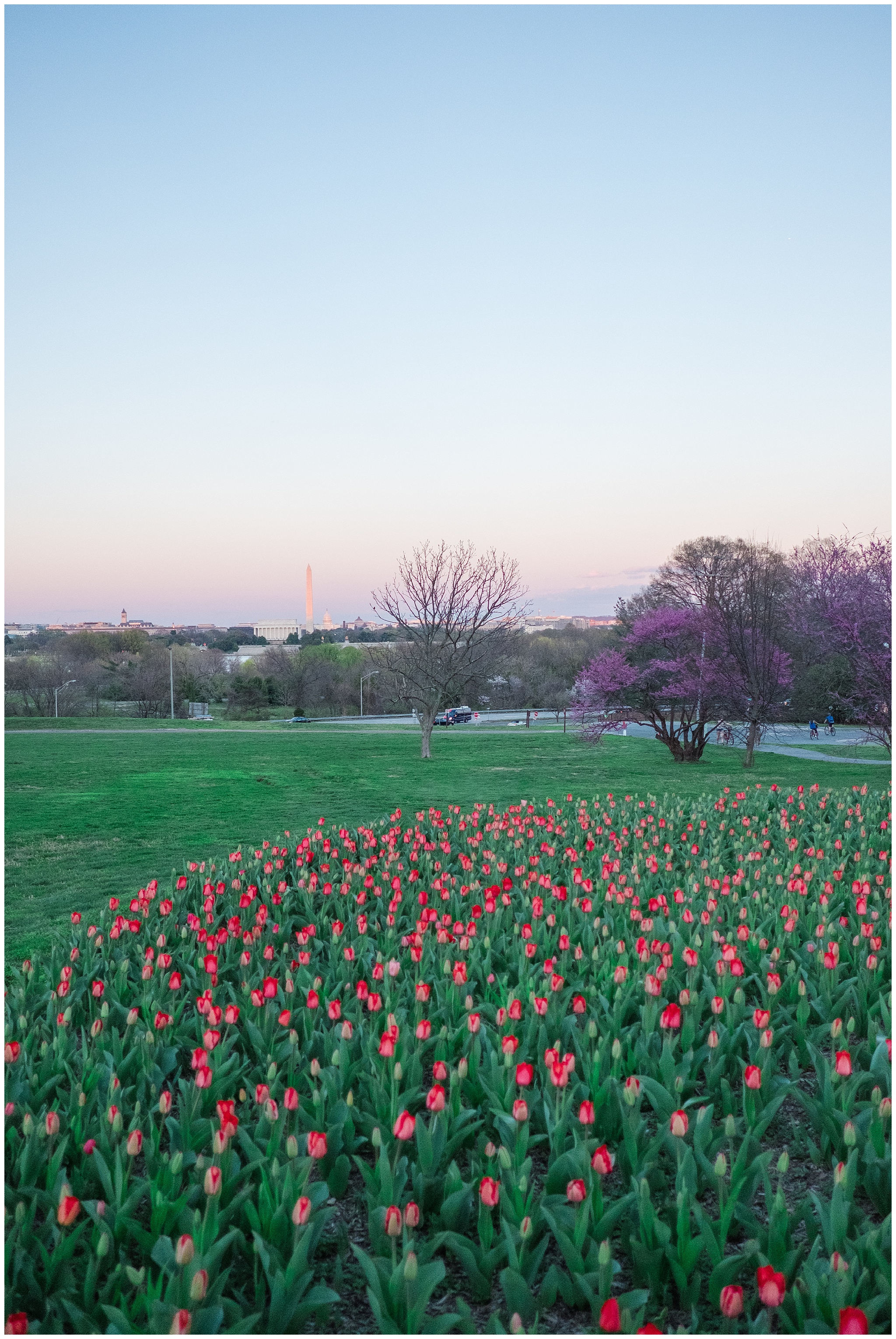 Tulips_WashingtonDC_0004.jpg
