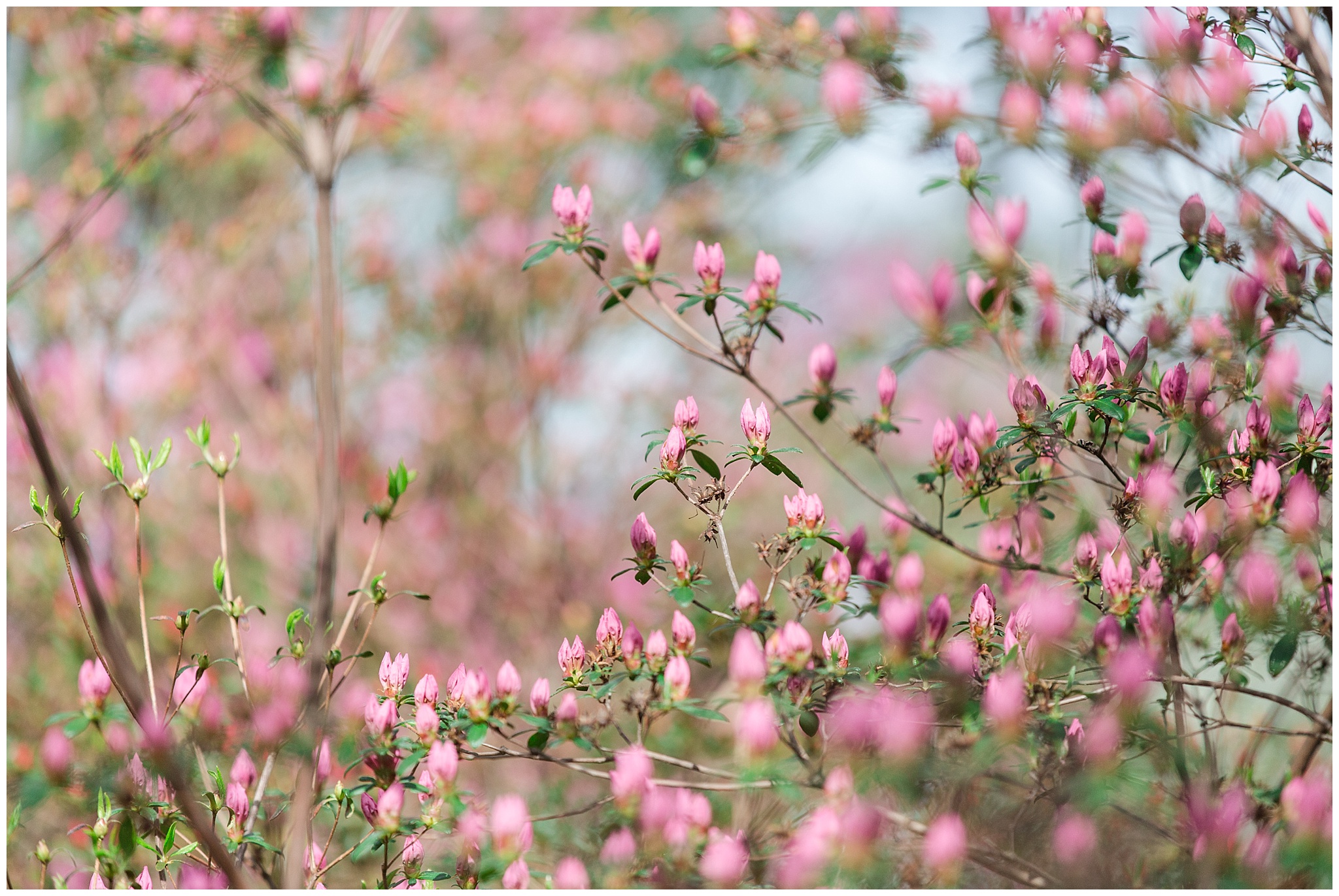 nature_azalea_arboretum_0004.jpg