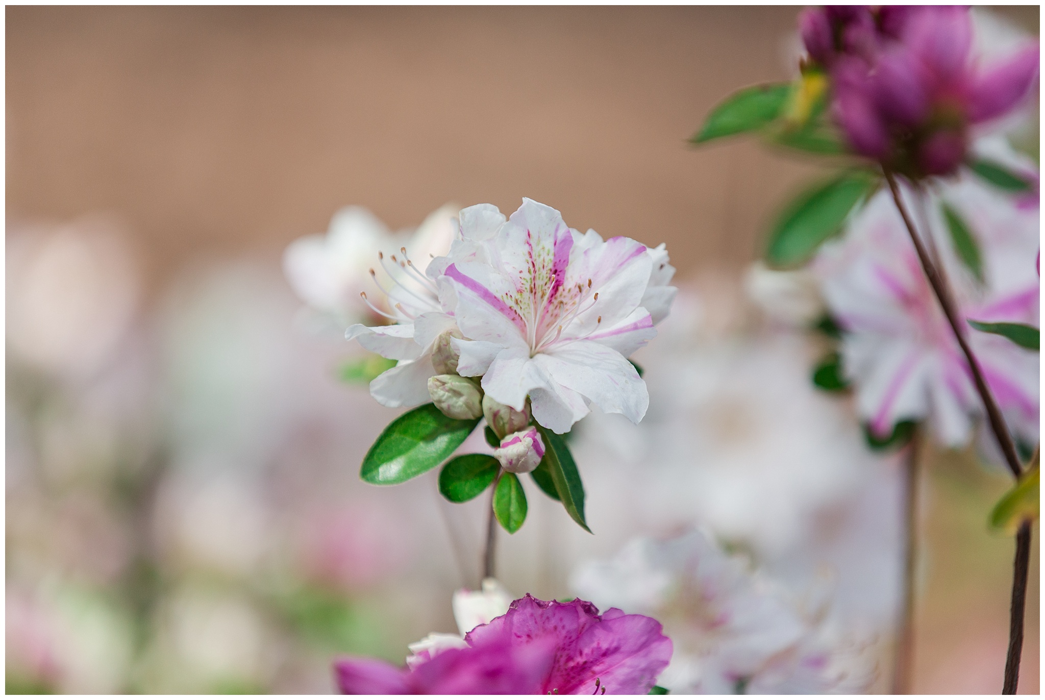 nature_azalea_arboretum_0008.jpg