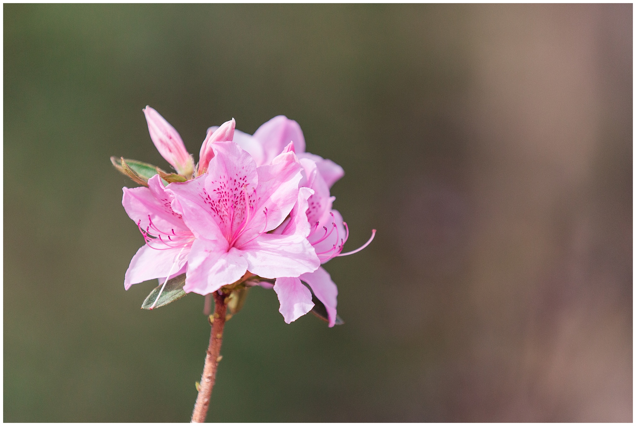 nature_azalea_arboretum_0015.jpg