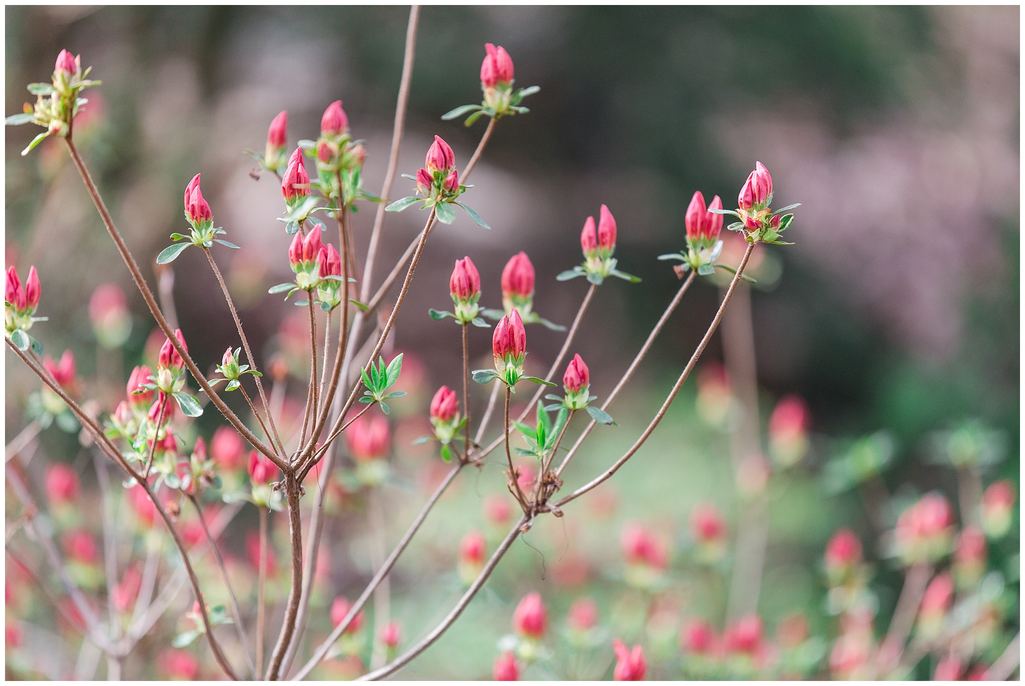 nature_azalea_arboretum_0017.jpg