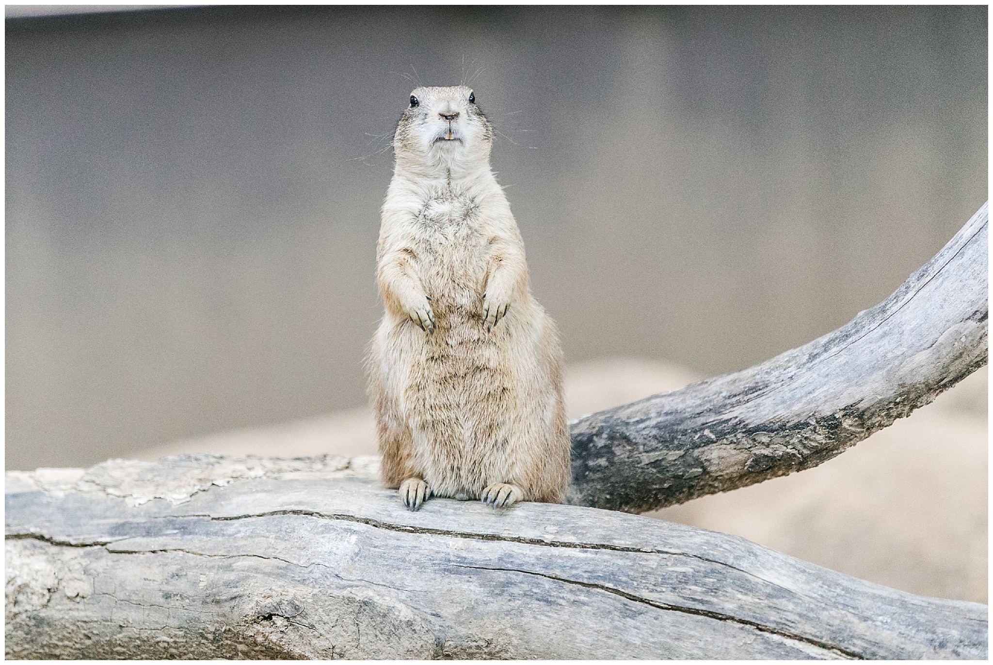 NationalZoo_0055.jpg