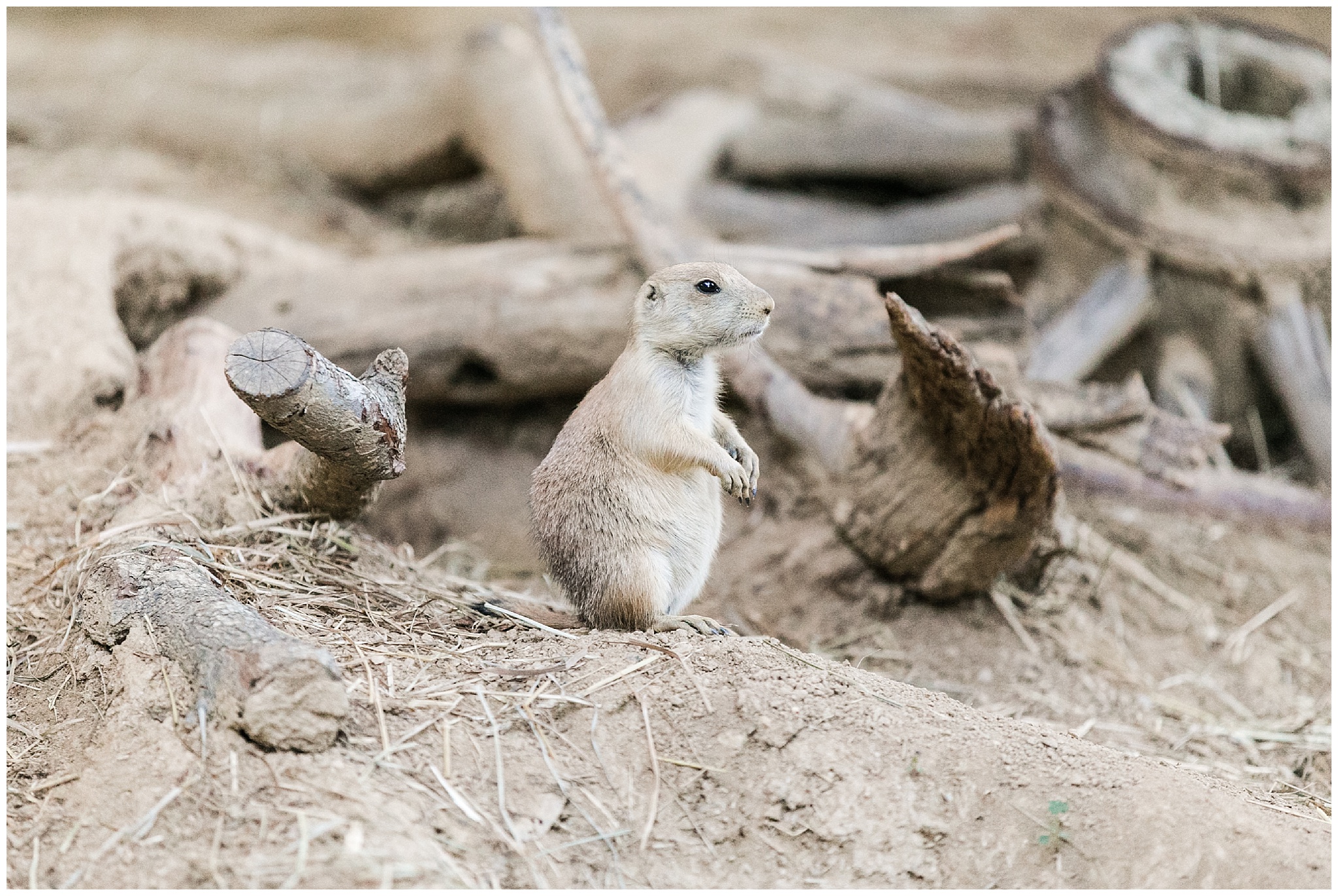 NationalZoo_0056.jpg