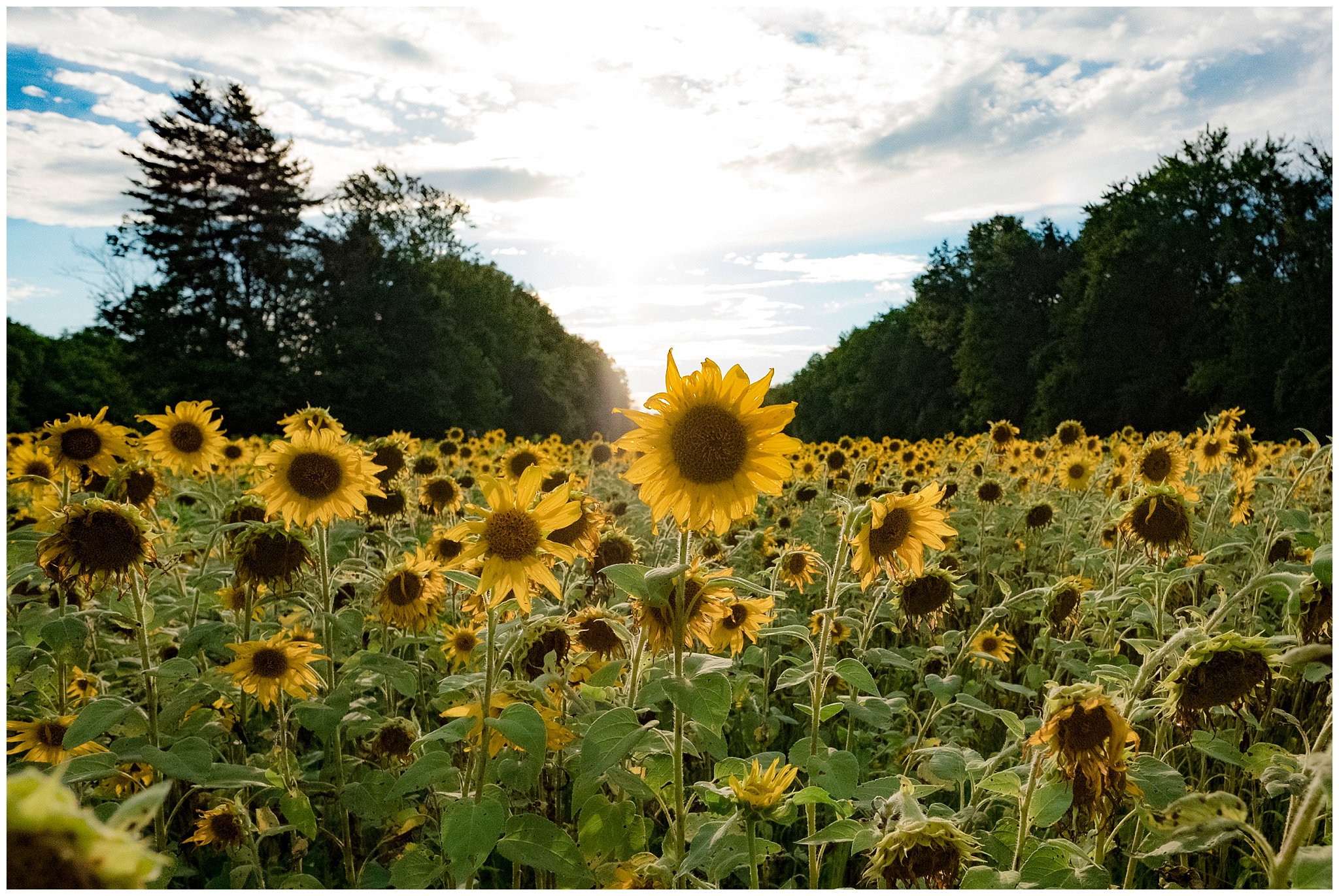 sunflowers_DC_0002.jpg