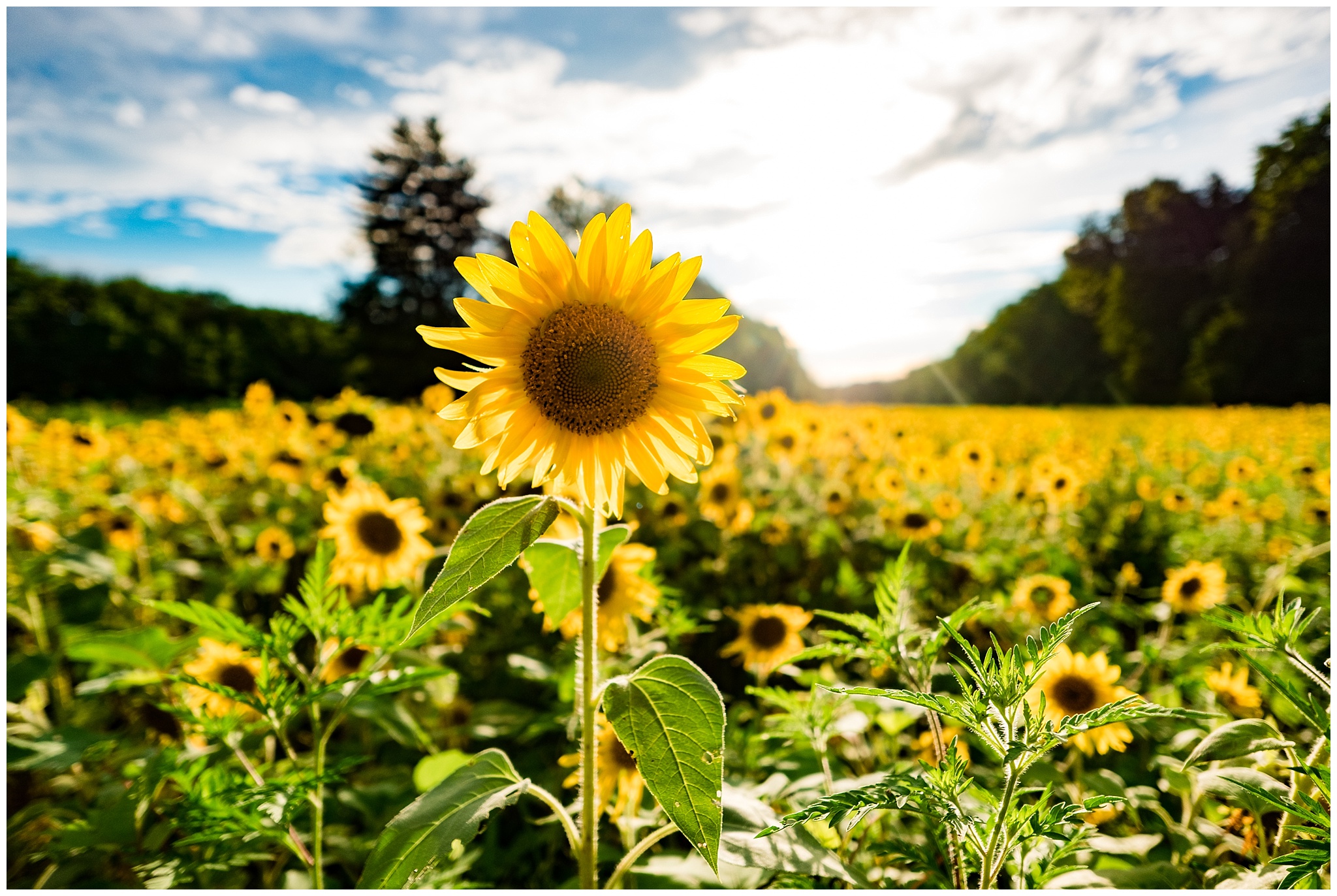 sunflowers_DC_0008.jpg