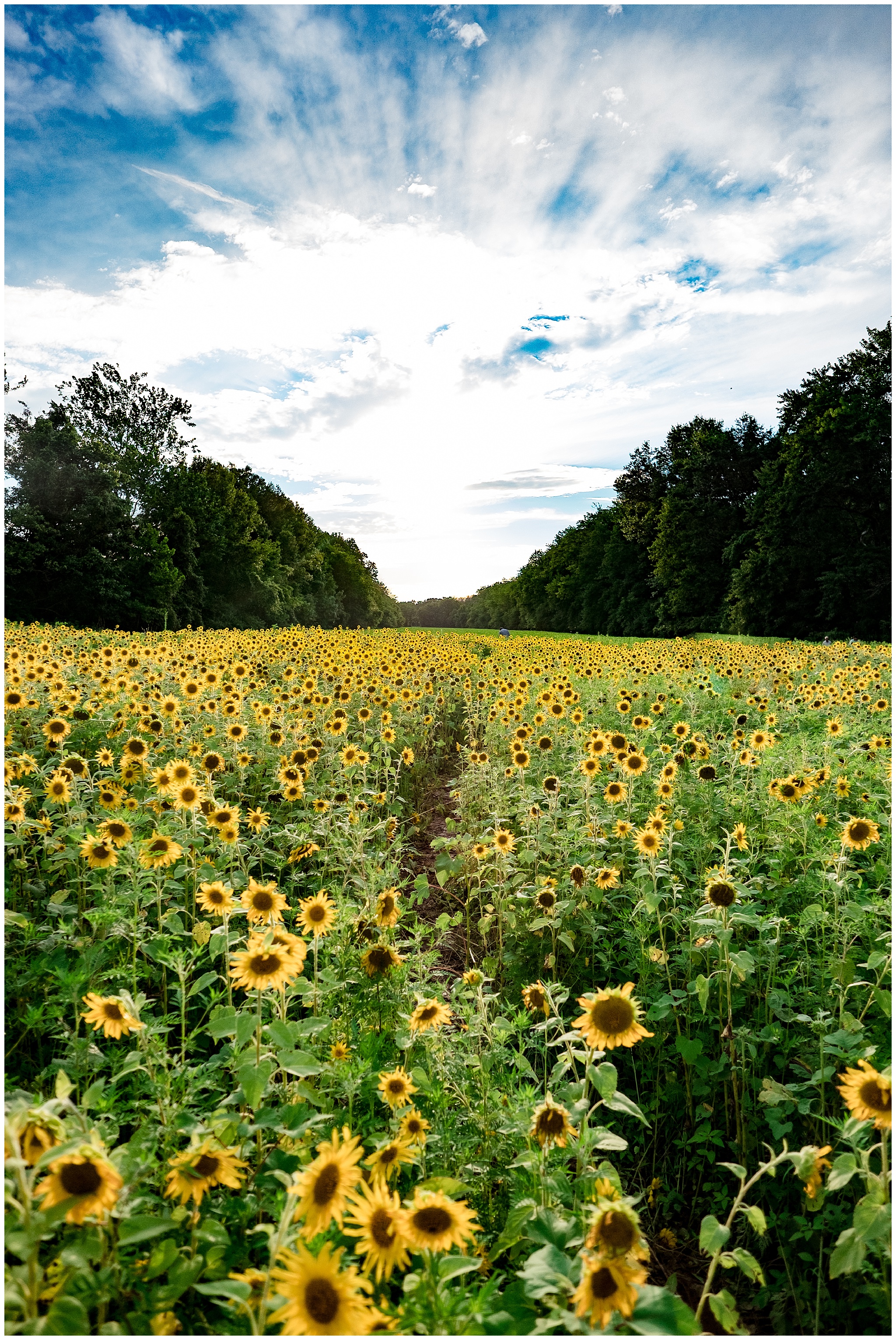 sunflowers_DC_0009.jpg