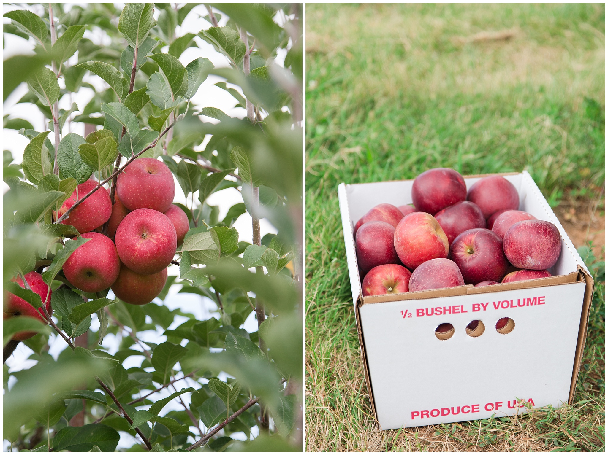 Apple Picking_0006.jpg