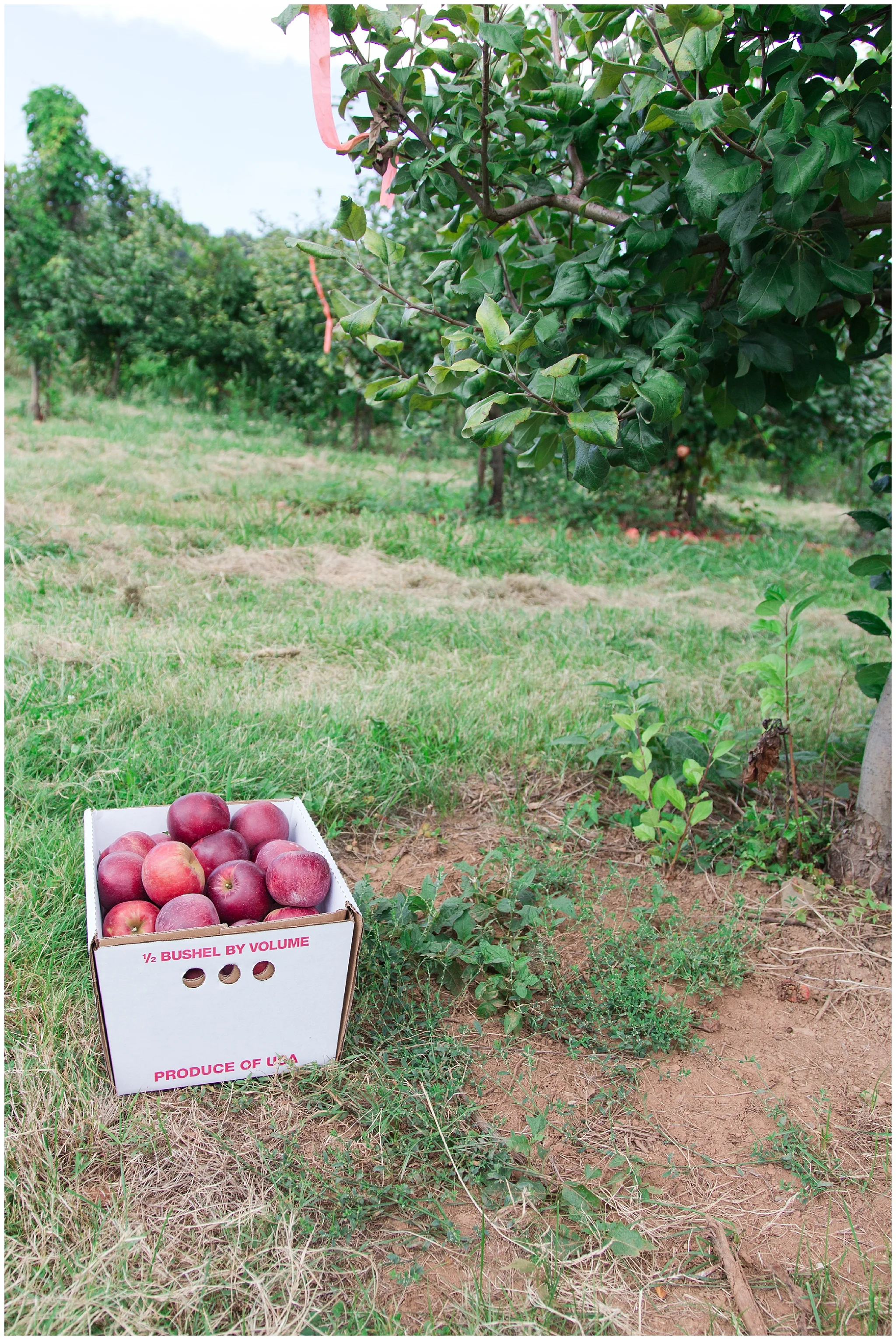 Apple Picking_0007.jpg